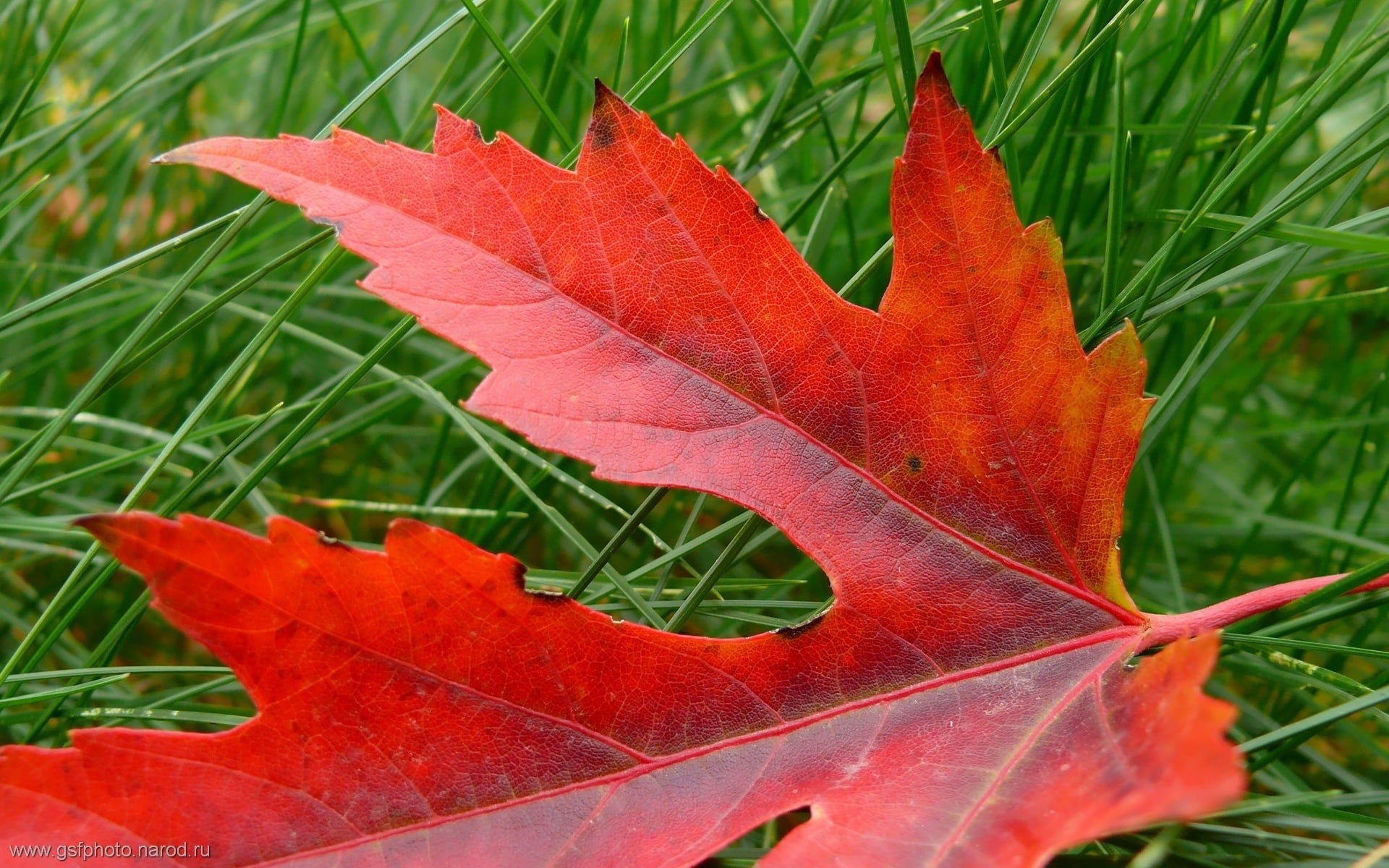 colors, 1080P, pattern, close-up, forest, environment, plant part, plant, orange Color, dry, leaves, maple leaf, season, leaf vein, change, abstract, no People, HD Wallpaper