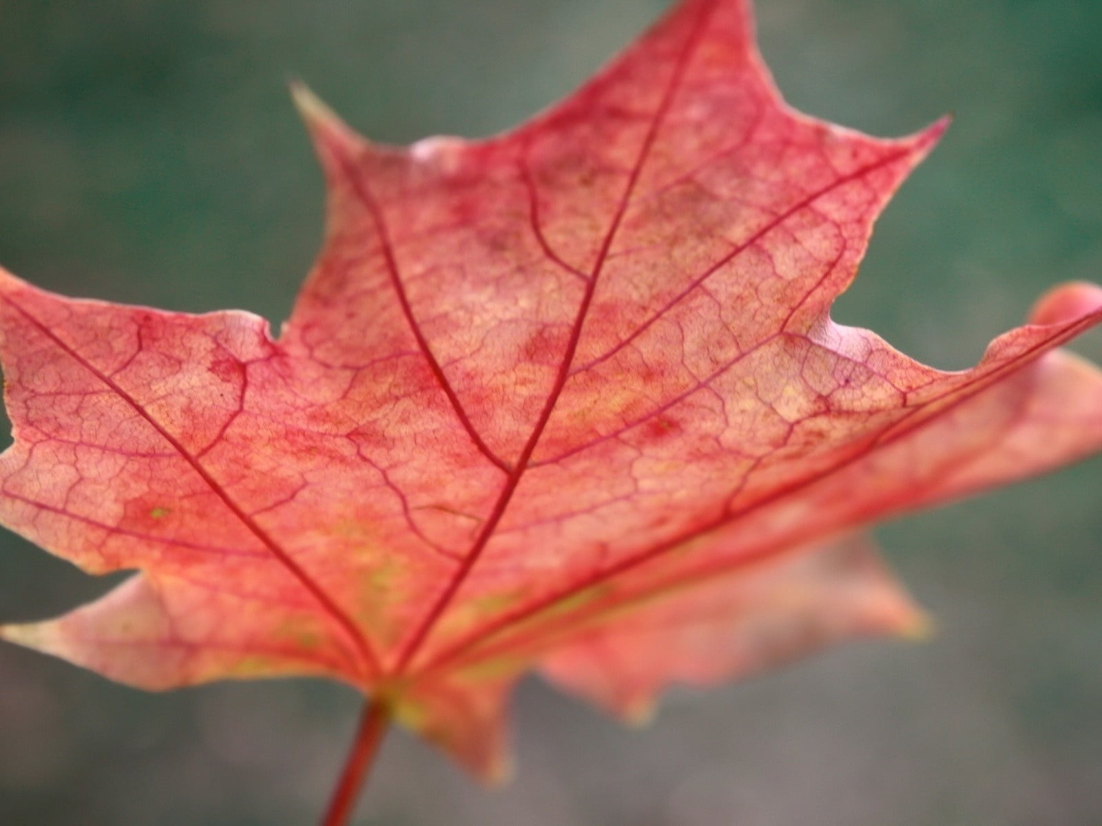 fallen, season, colors, multi Colored, yellow, vibrant Color, day, pattern, october, abstract, macro, nature, leaves, close-up, forest, plant, vulnerability, HD Wallpaper