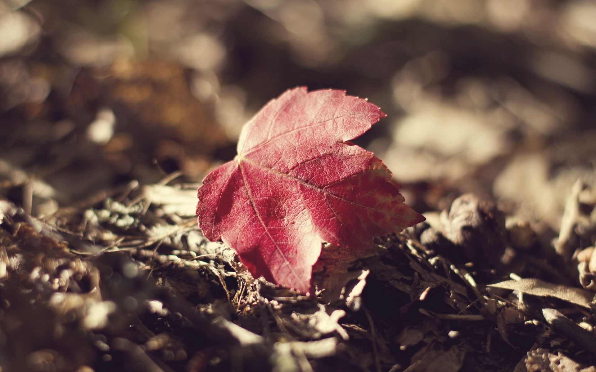 vulnerability, textured, fragility, field, environment, growth, multi Colored, october, close-up, green Color, macro, orange Color, leaves, season, falling, HD Wallpaper