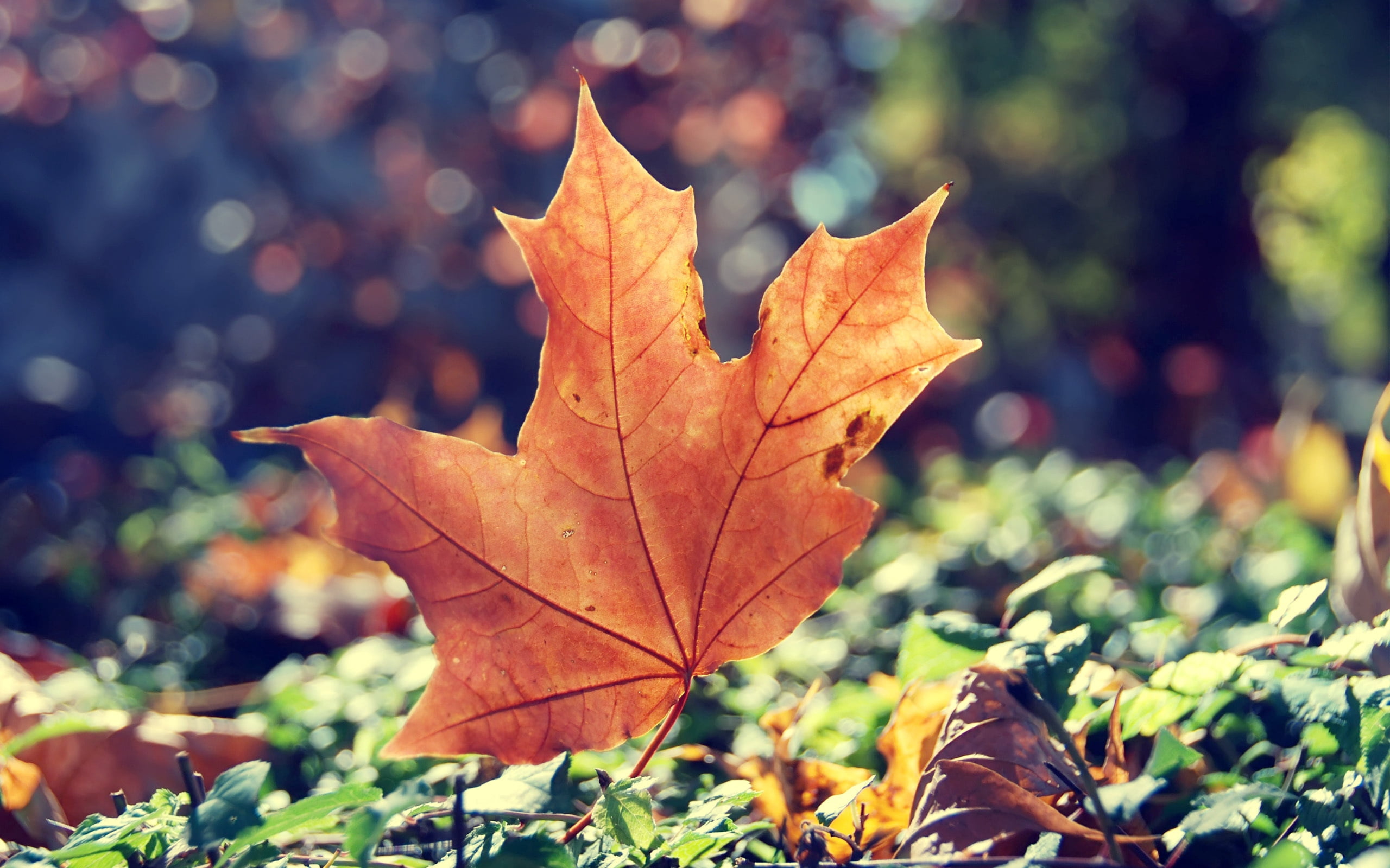 abstract, 2K, bright, natural condition, fall, october, tree, maple, dry, multi Colored, pattern, focus on foreground, vulnerability, nature, autumn, no people, HD Wallpaper