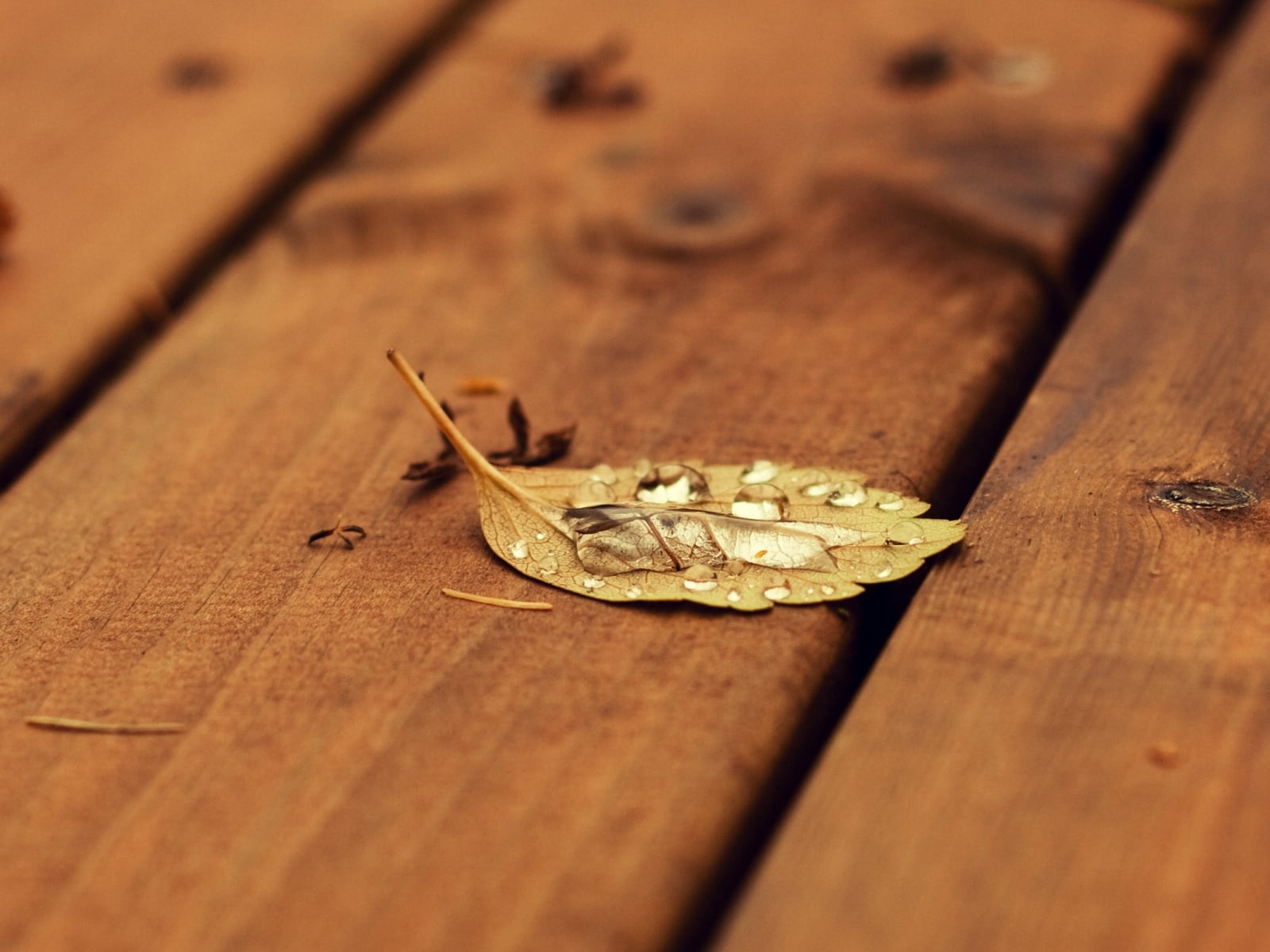 indoors, gold Colored, decoration, close-up, animals in the wild, fallen, day, selective focus, 720P, wood - Material, invertebrate, plank, wood grain, HD Wallpaper