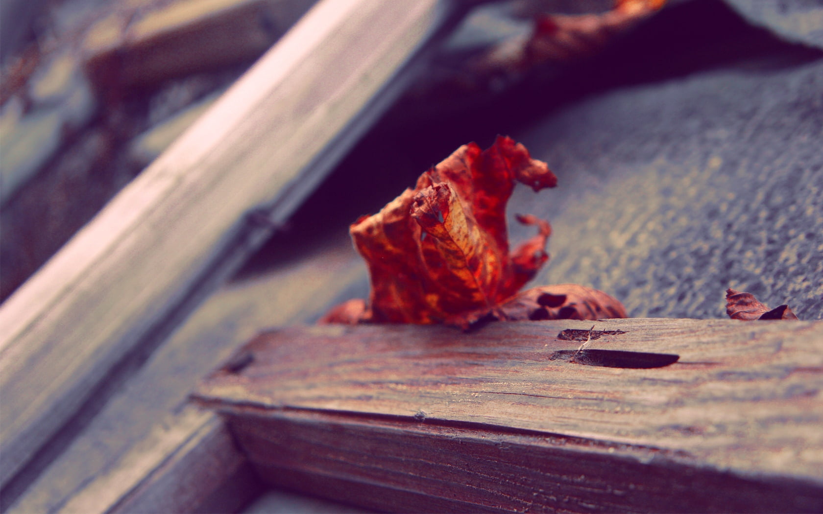 surface, healthy eating, publication, brown, abstract, plant part, fallen, table, backgrounds, macro, wood - Material, dry, still life, food, focus on foreground, HD Wallpaper