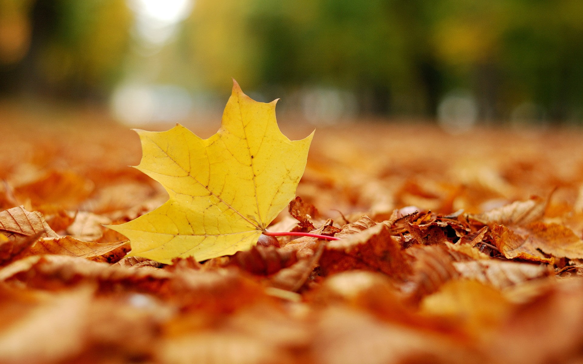 leaves, maple, autumn, 1080P, fallen, leaf, nature, HD Wallpaper
