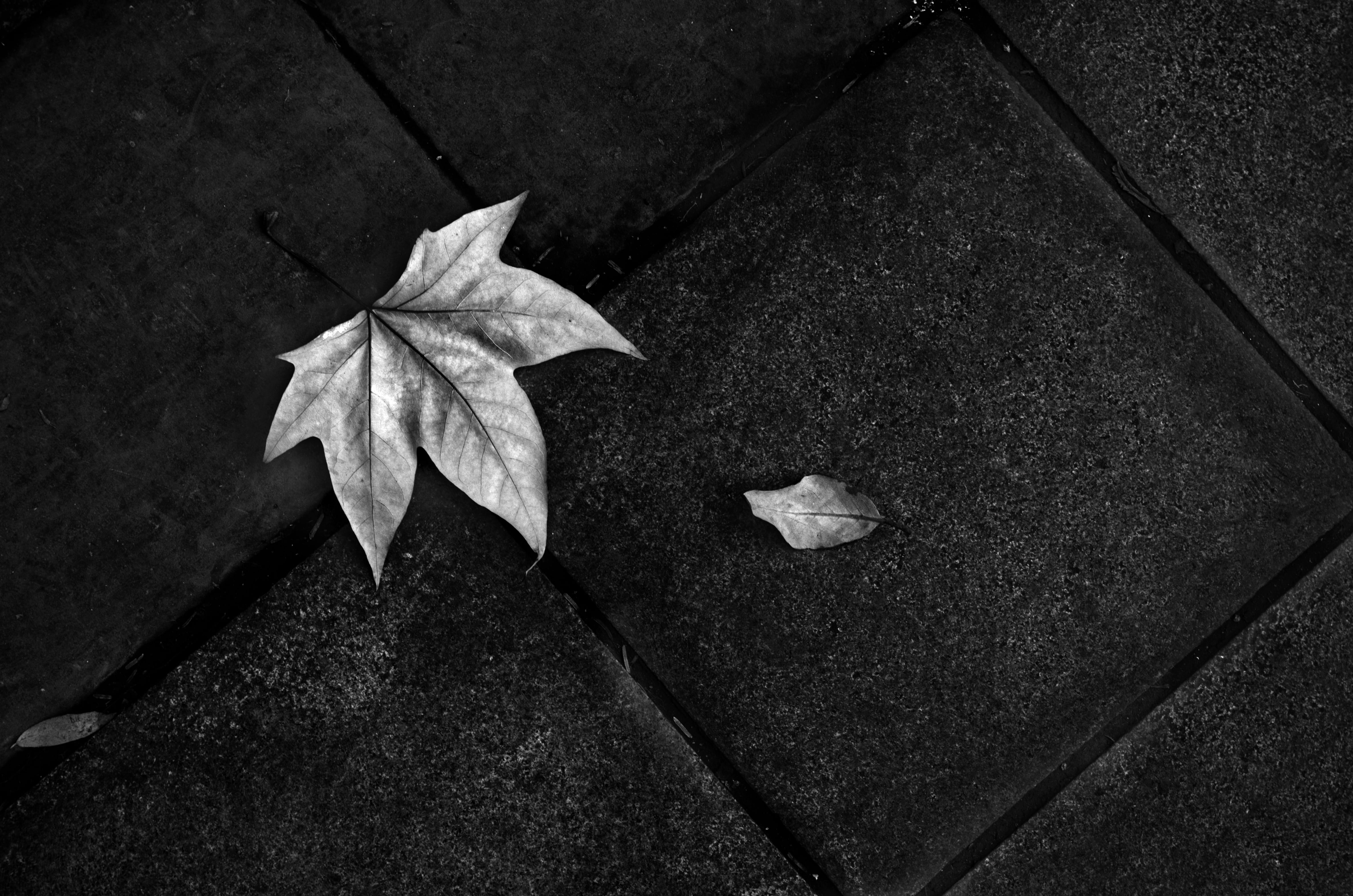 floor, focus on foreground, fragility, textured, day, fallen leaves, vulnerability, outdoors, high angle view, plant, autumn, leaf, photo, close-up, 4K, HD Wallpaper