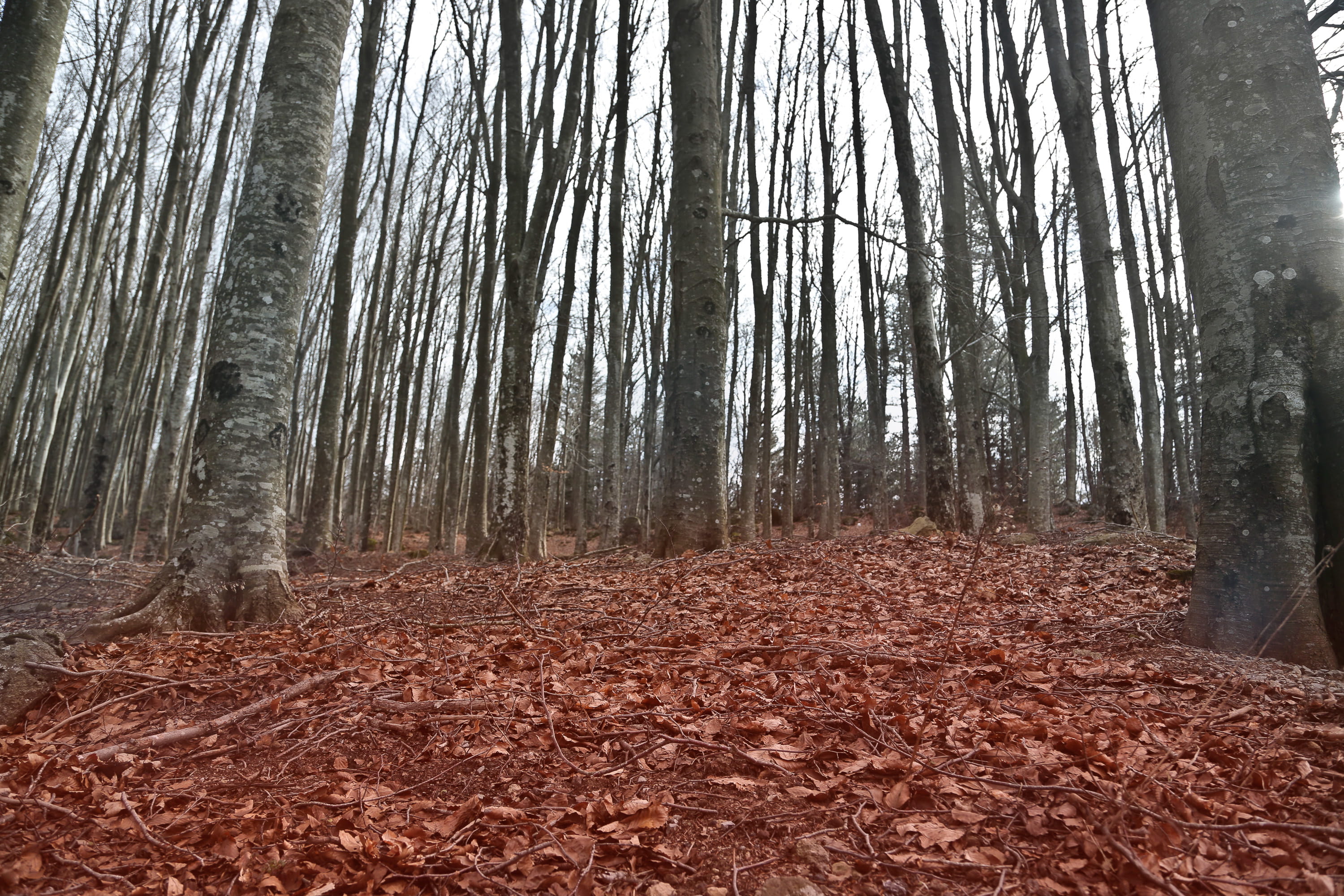 2K, change, no people, low angle view, view, wood, fallen, beauty in nature, non-urban scene, autumnal, tranquil scene, trees, land, scenics - nature, HD Wallpaper
