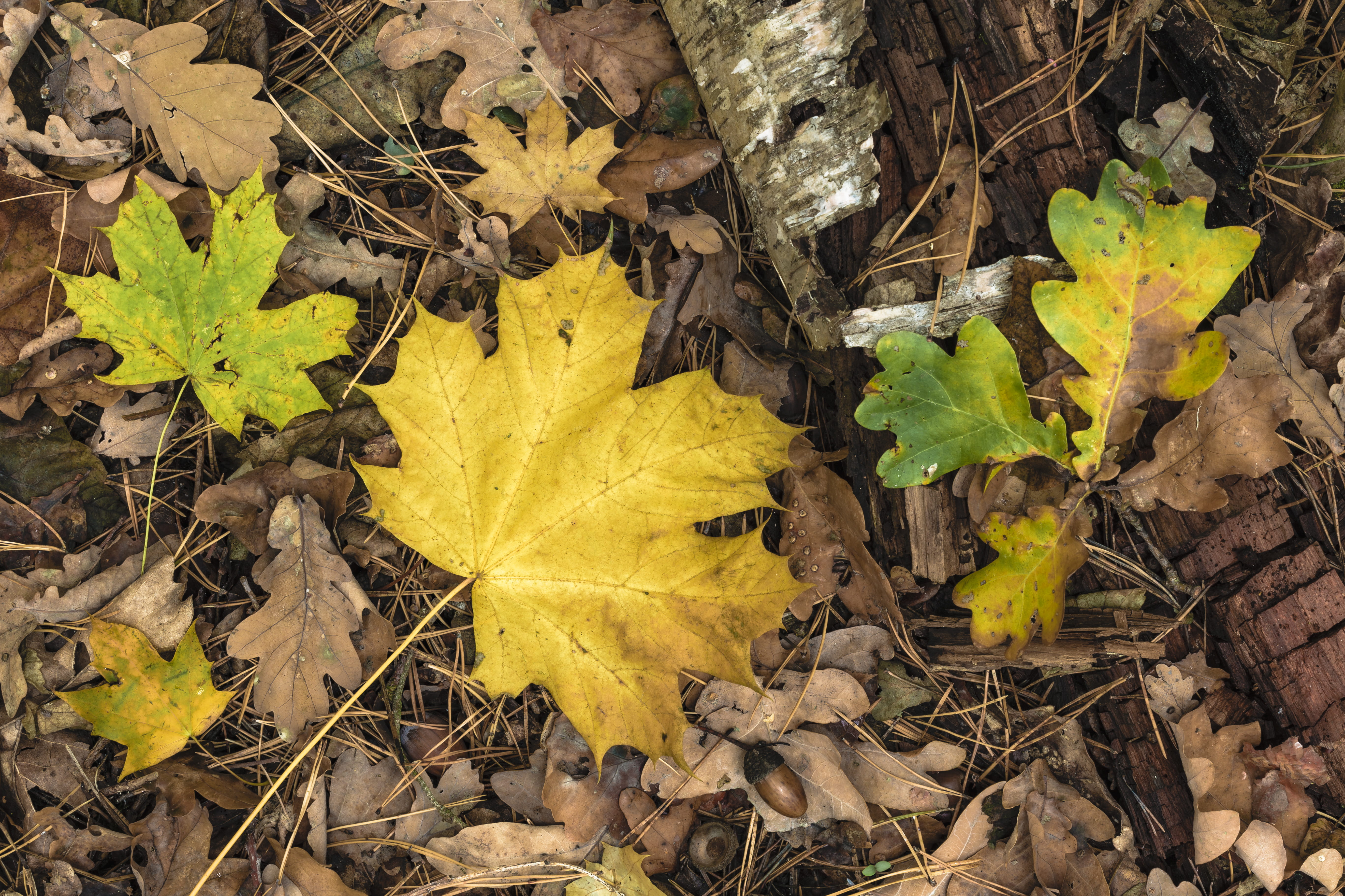yellow, no people, leaf, germany, oak, close-up, vulnerability, 5K, berlin, maple, high angle view, plant part, field, maple leaf, outdoors, directly above, HD Wallpaper