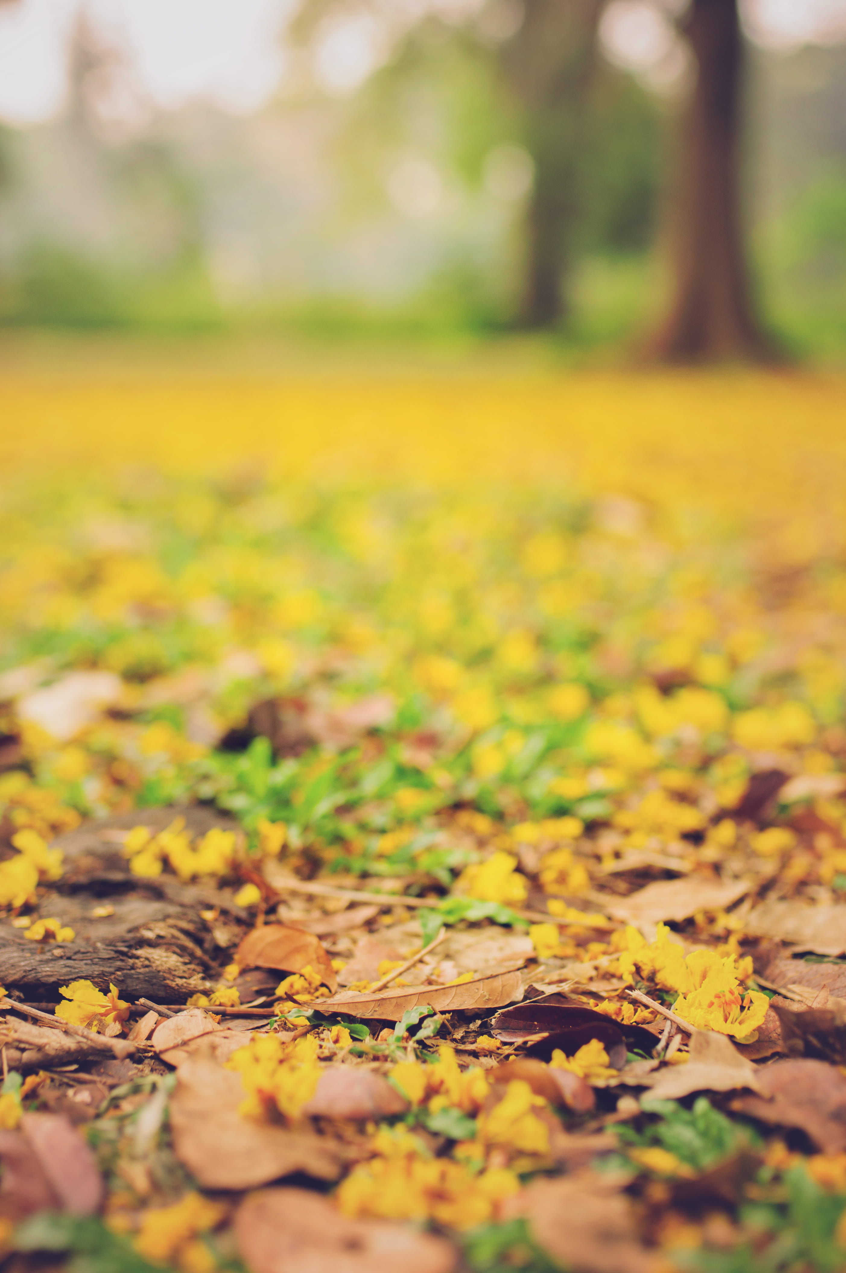lush Foliage, depth of field, background, flower, playground, dry, fallen, blurred, woodland, selective, bright, maple Tree, fall, beauty In Nature, park, Phone HD Wallpaper