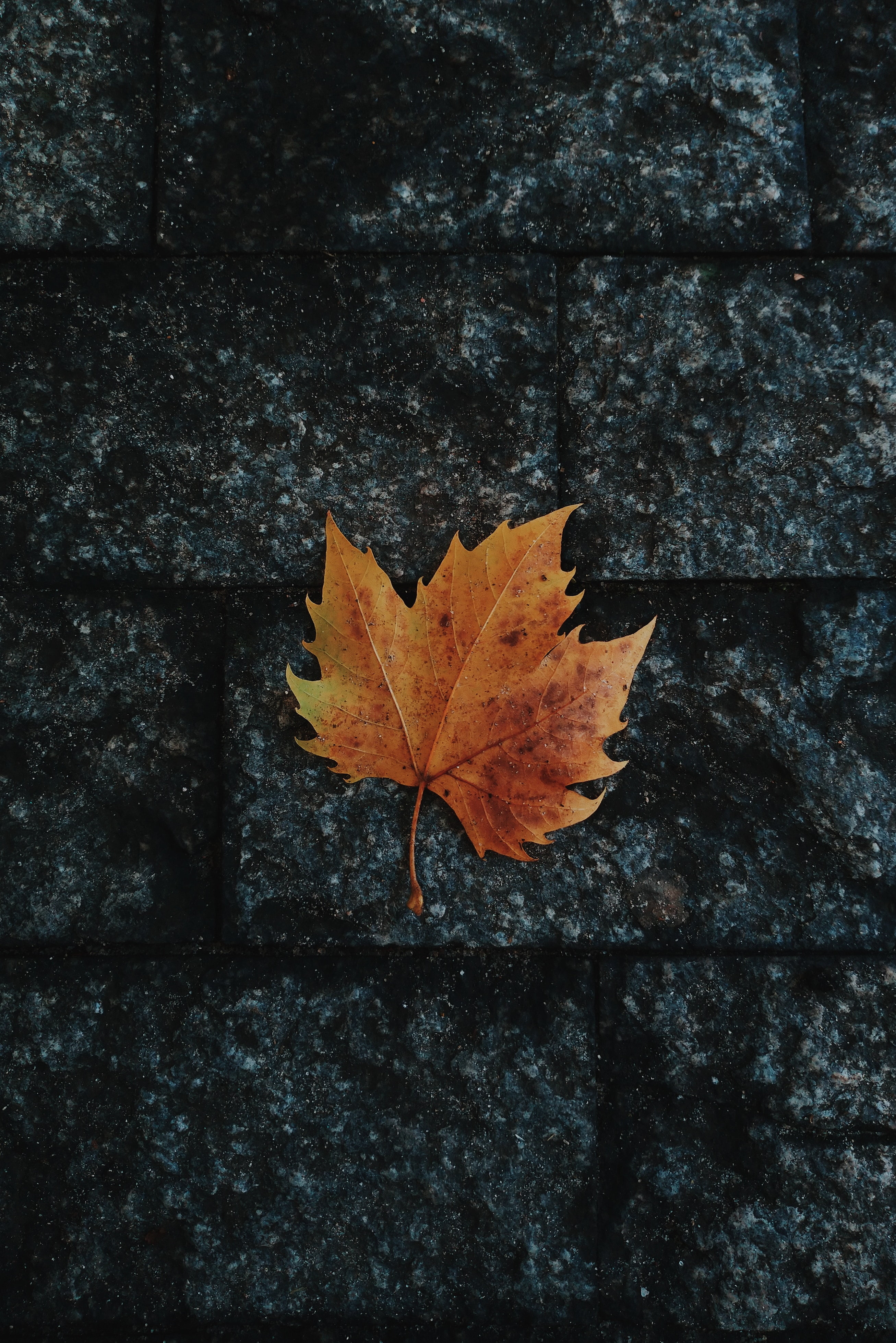 beauty in nature, natural condition, leaves, no people, tree, leaf, close-up, orange color, leaf vein, fallen, nature, dry, textured, plant, directly above, Phone HD Wallpaper