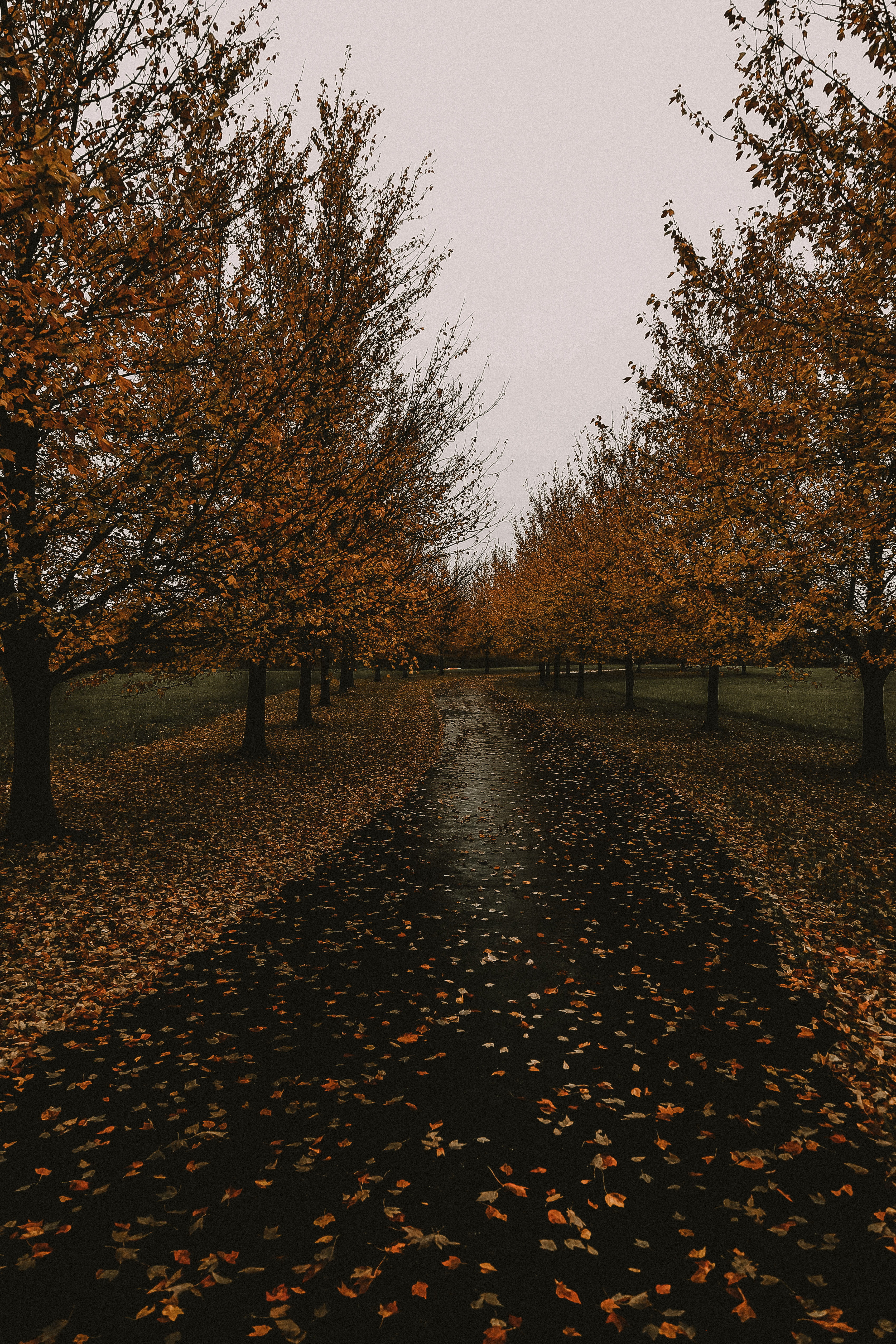 the way forward, grove, falling, sky, leaf, no people, orange, scenics - nature, autumn collection, yellow, park, ground, beauty in nature, orange color, Phone HD Wallpaper