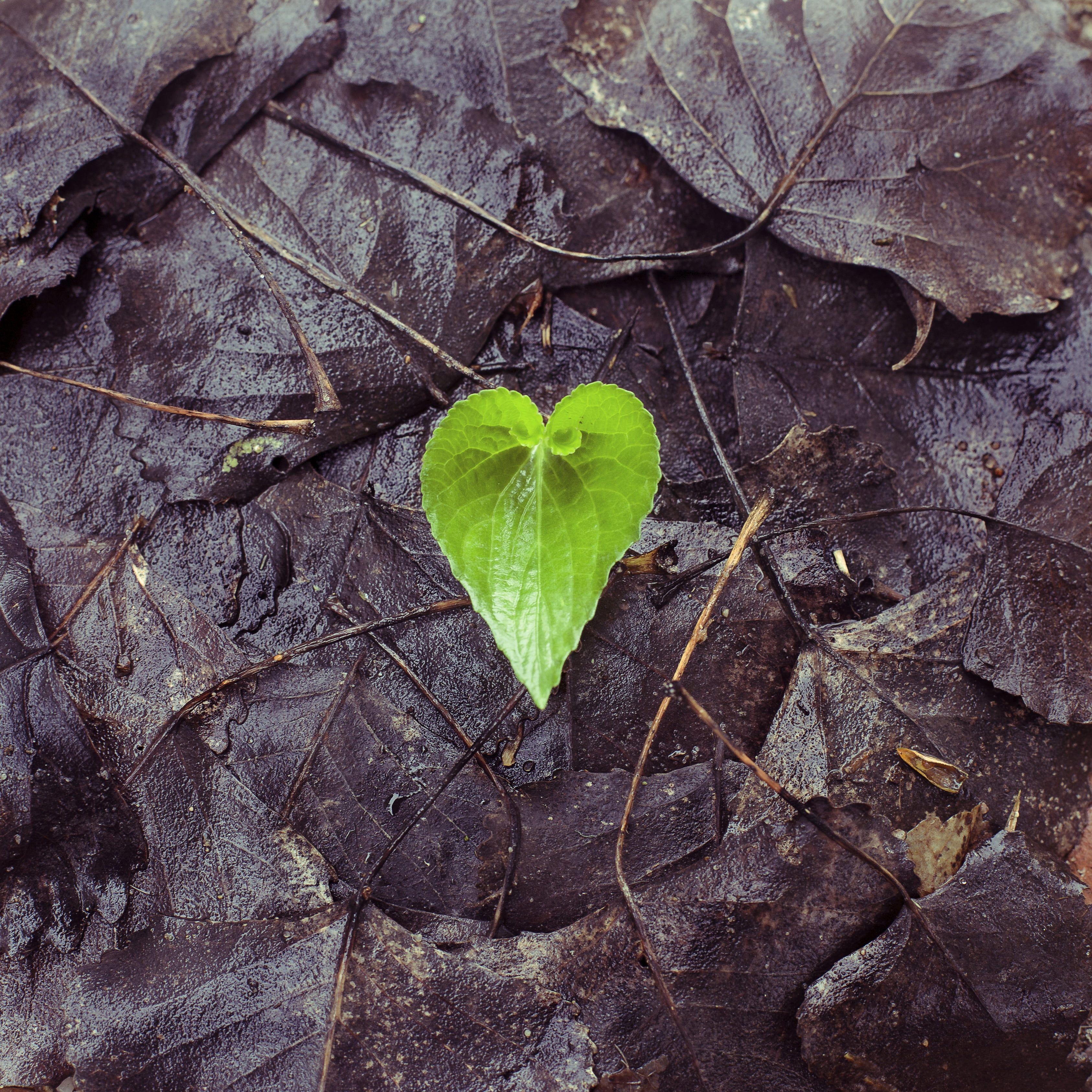 2K, heart, plant part, fragility, close-up, day, love, nature, wet, no people, fallen, leaf, autumn, outdoors, directly above, natural condition, change, Phone HD Wallpaper