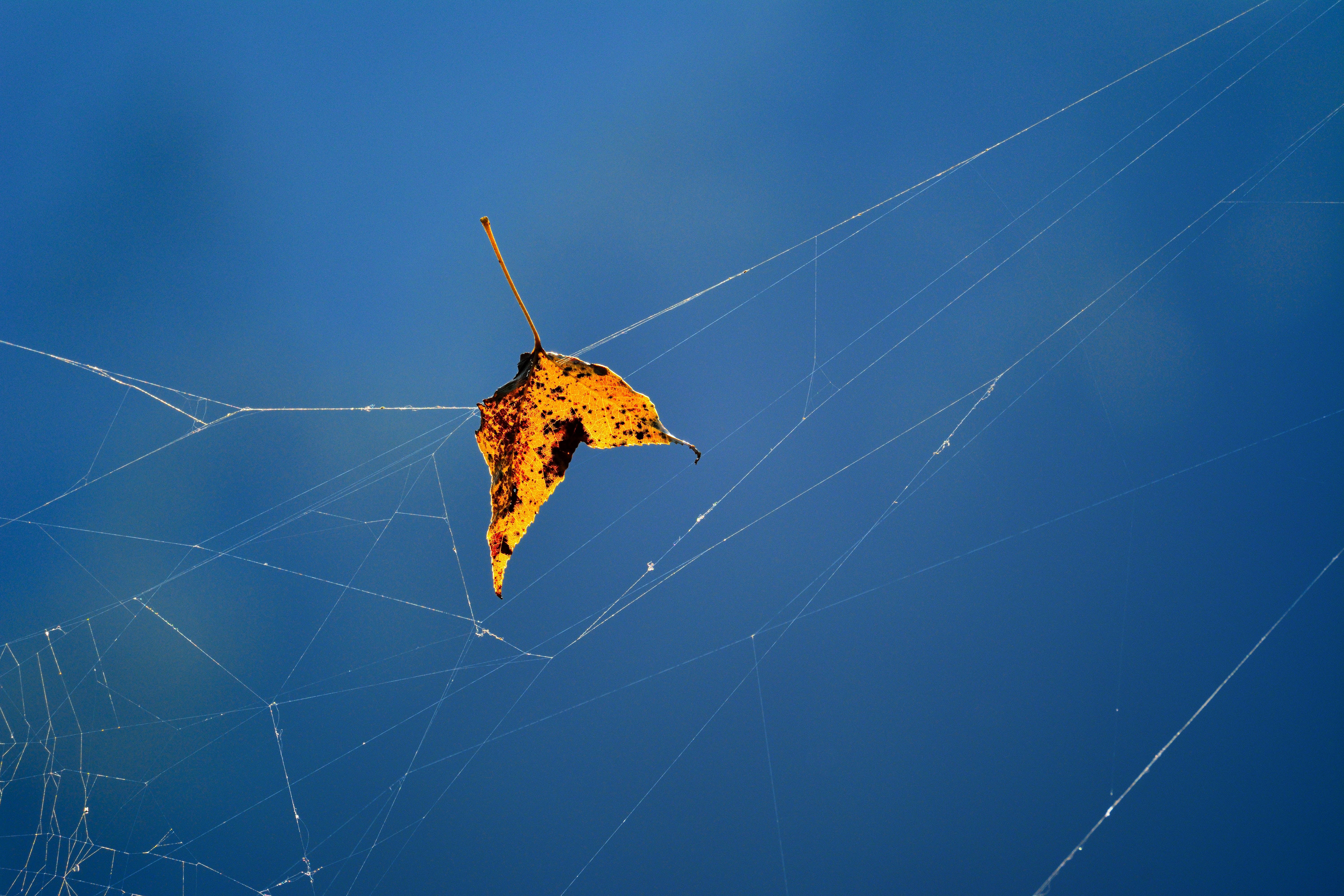 arthropod, macro, one animal, spider web, 5K, animal, no people, animal leg, web, nature, fragility, leaf, sky, animal themes, fallen, insect, invertebrate, HD Wallpaper