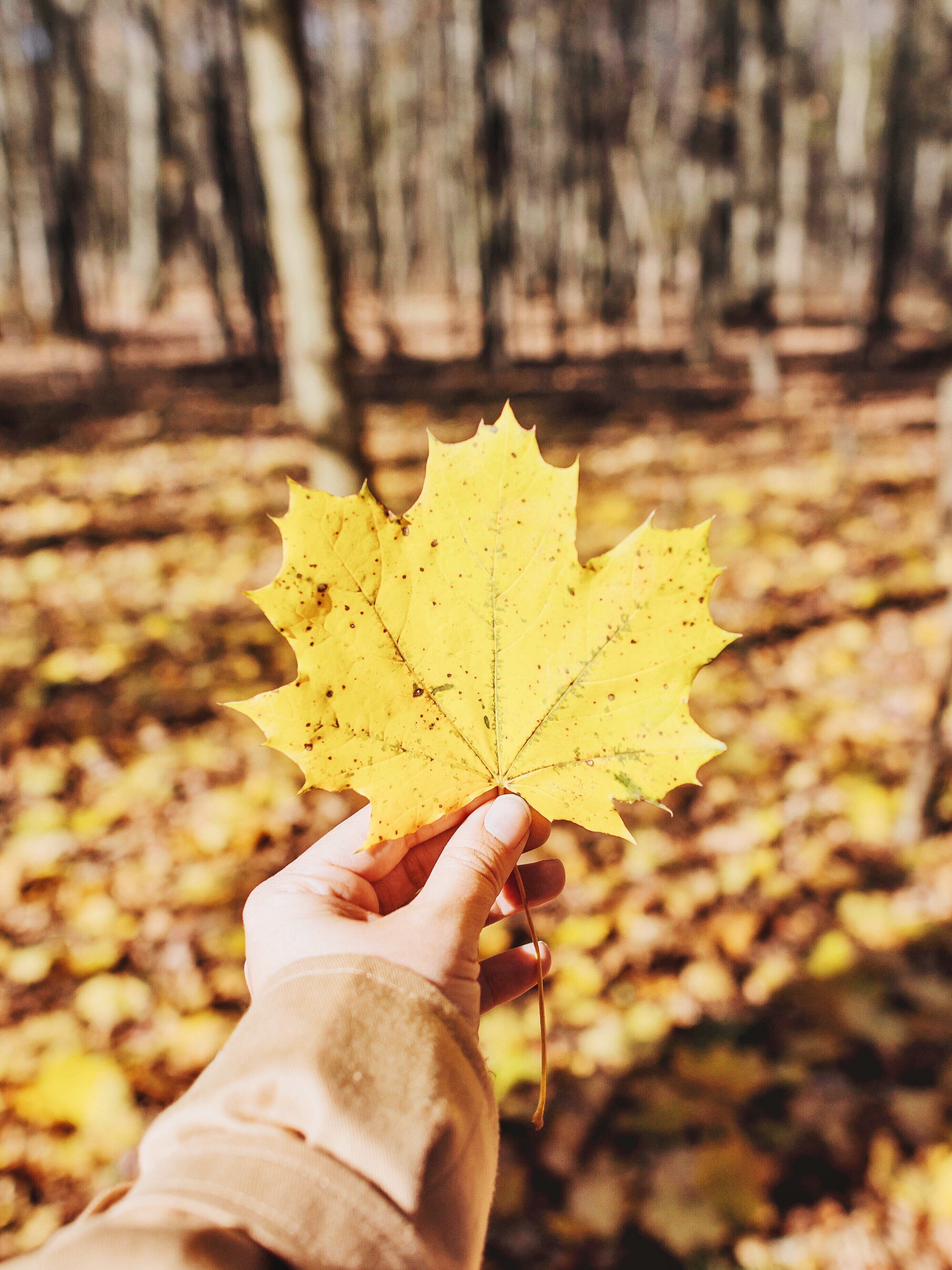 body part, fallen, human hand, change, human body part, leaves, leaf, yellow, maple leaf, plant, 2K, plant part, holding, maple, one person, hand, outdoors, Phone HD Wallpaper