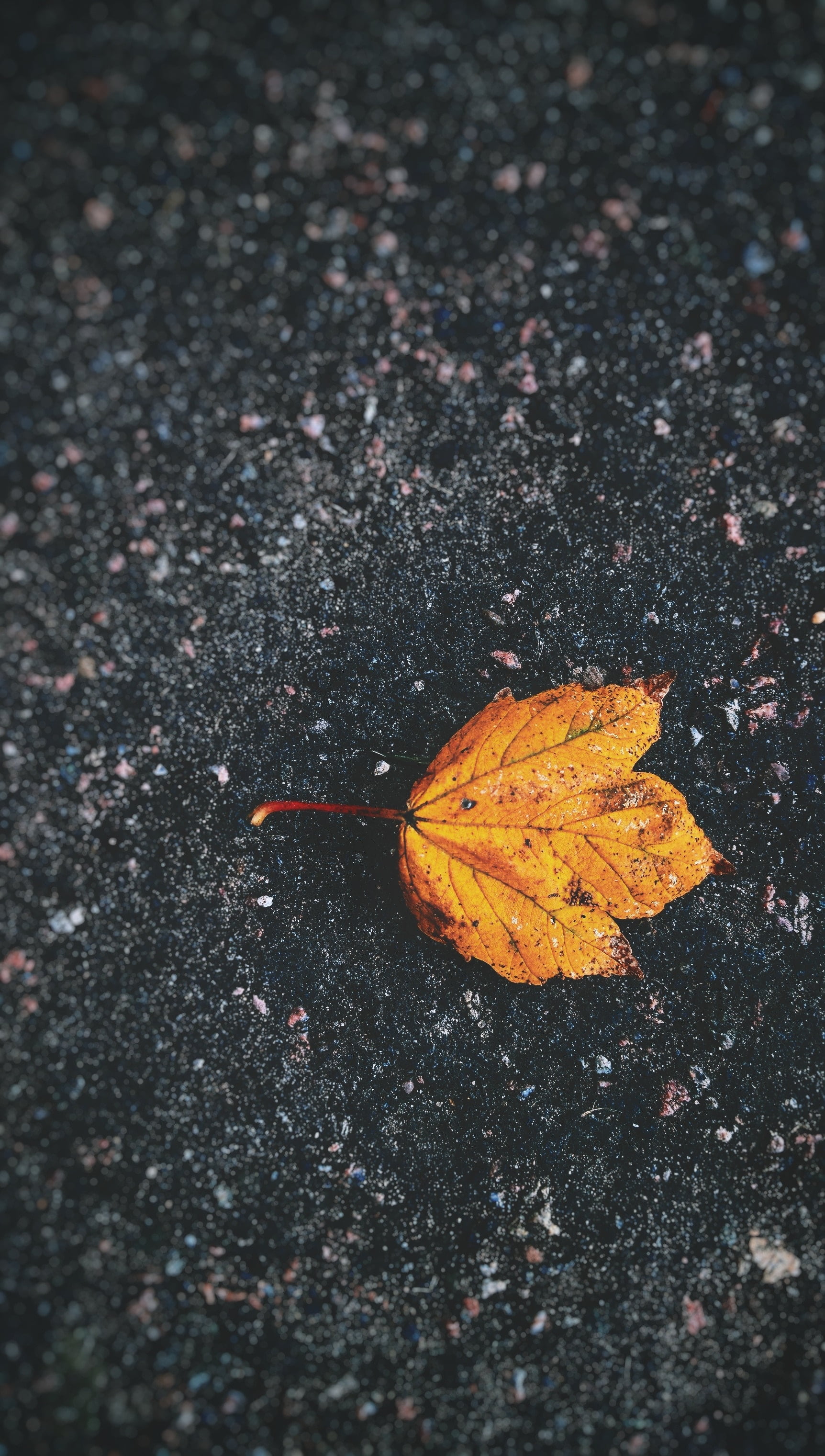 textured, no people, maple leaf, beauty in nature, vulnerability, fallen, close-up, 2K, outdoors, asphalt, falling, fragility, street, plant, change, nature, Phone HD Wallpaper