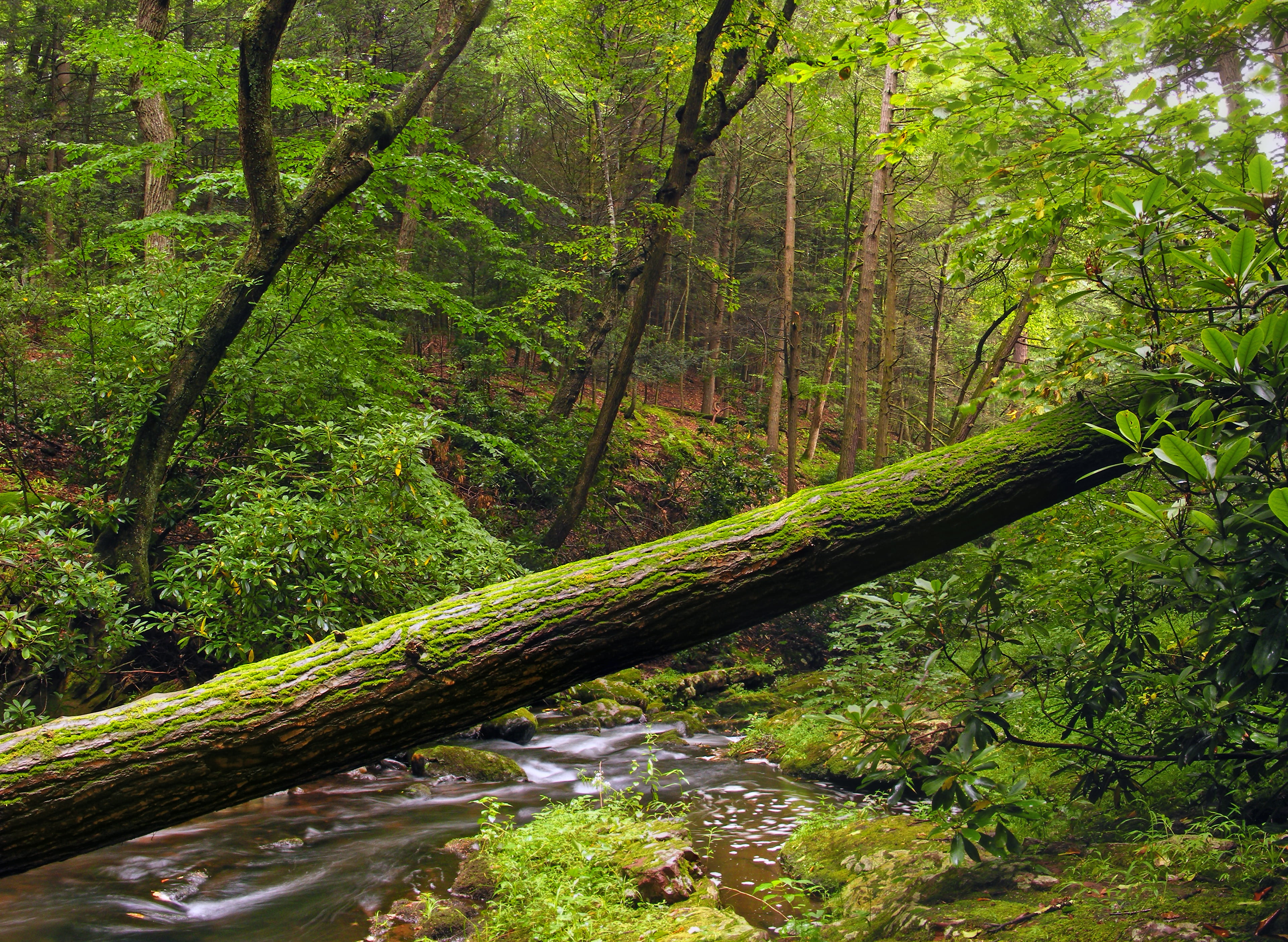 surrounded, scenics, coniferous, nature, rainforest, Natural Area, Sussex County, Fallen, leaf, trees, river, deciduous, stream, outdoors, Stokes State Forest, HD Wallpaper