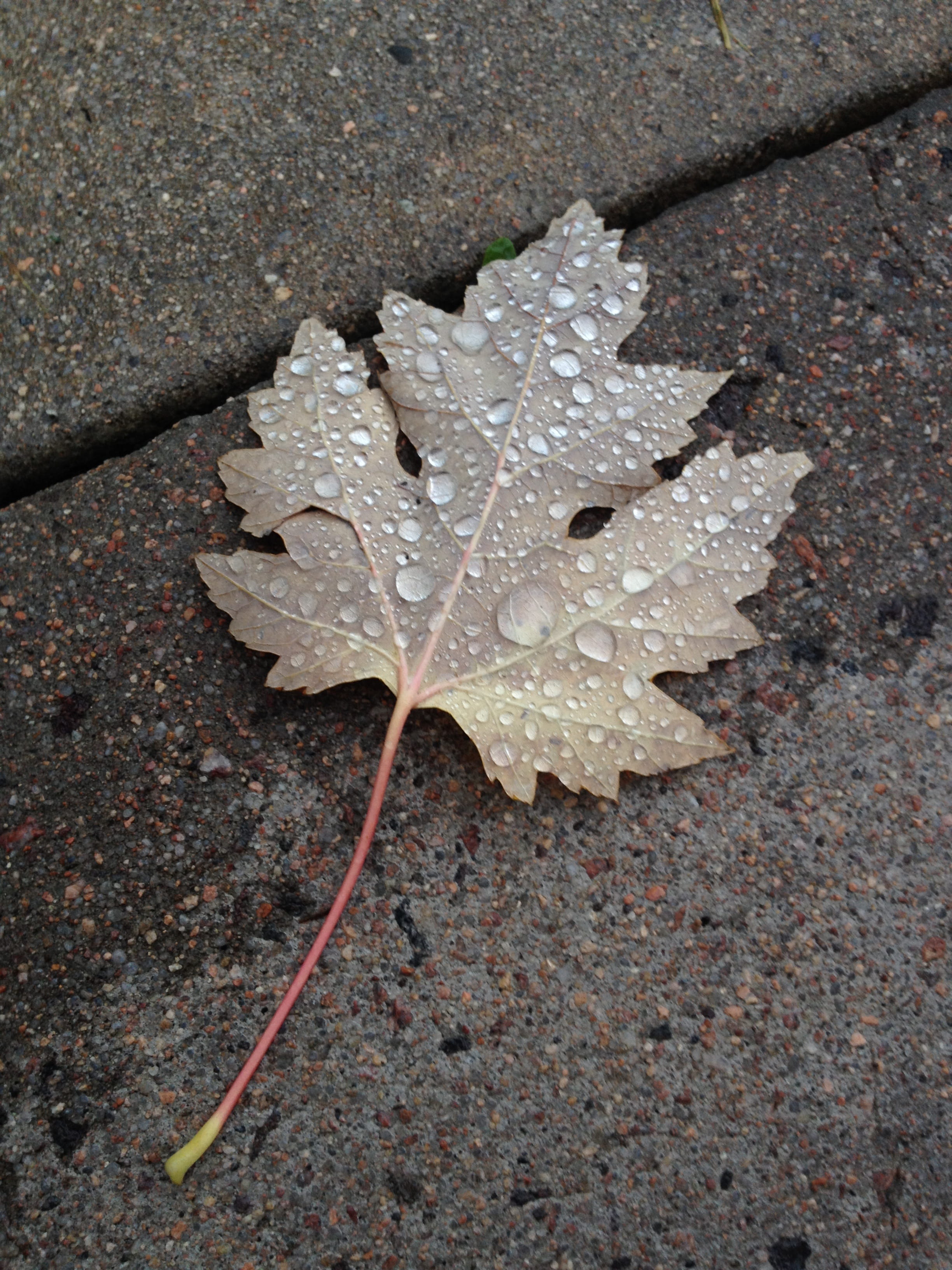 land, growth, drop, raindrops, plant, maple leaf, leaf, high angle view, water, 2K, close-up, wet, rain, autumn, fallen, vulnerability, texture, fragility, Phone HD Wallpaper