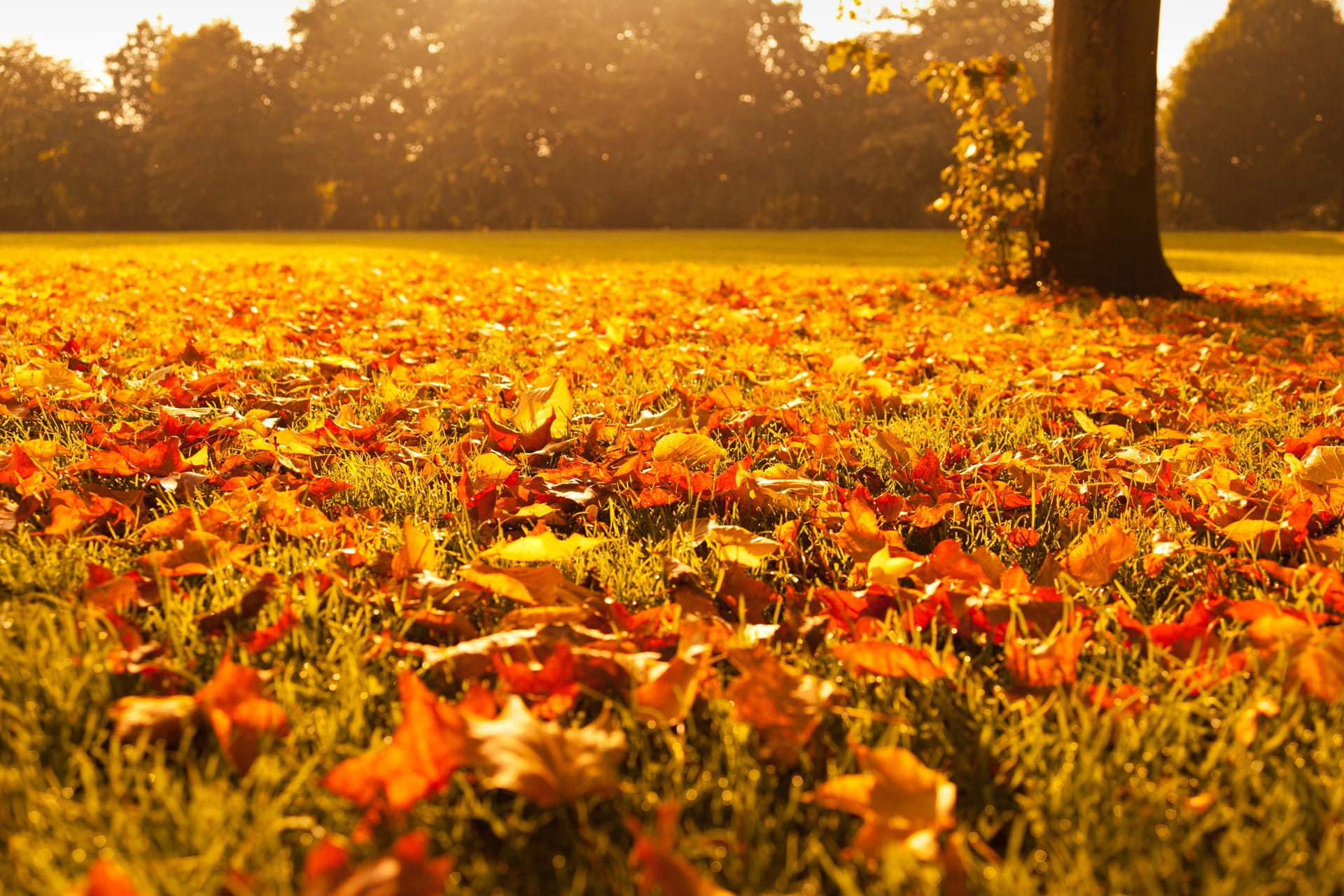 scenics - nature, top, seasonal, orange color, land, plant, red, grass, maple, fall, landscape, 1080P, tree, beauty in nature, grasses, leaves, fallen, HD Wallpaper