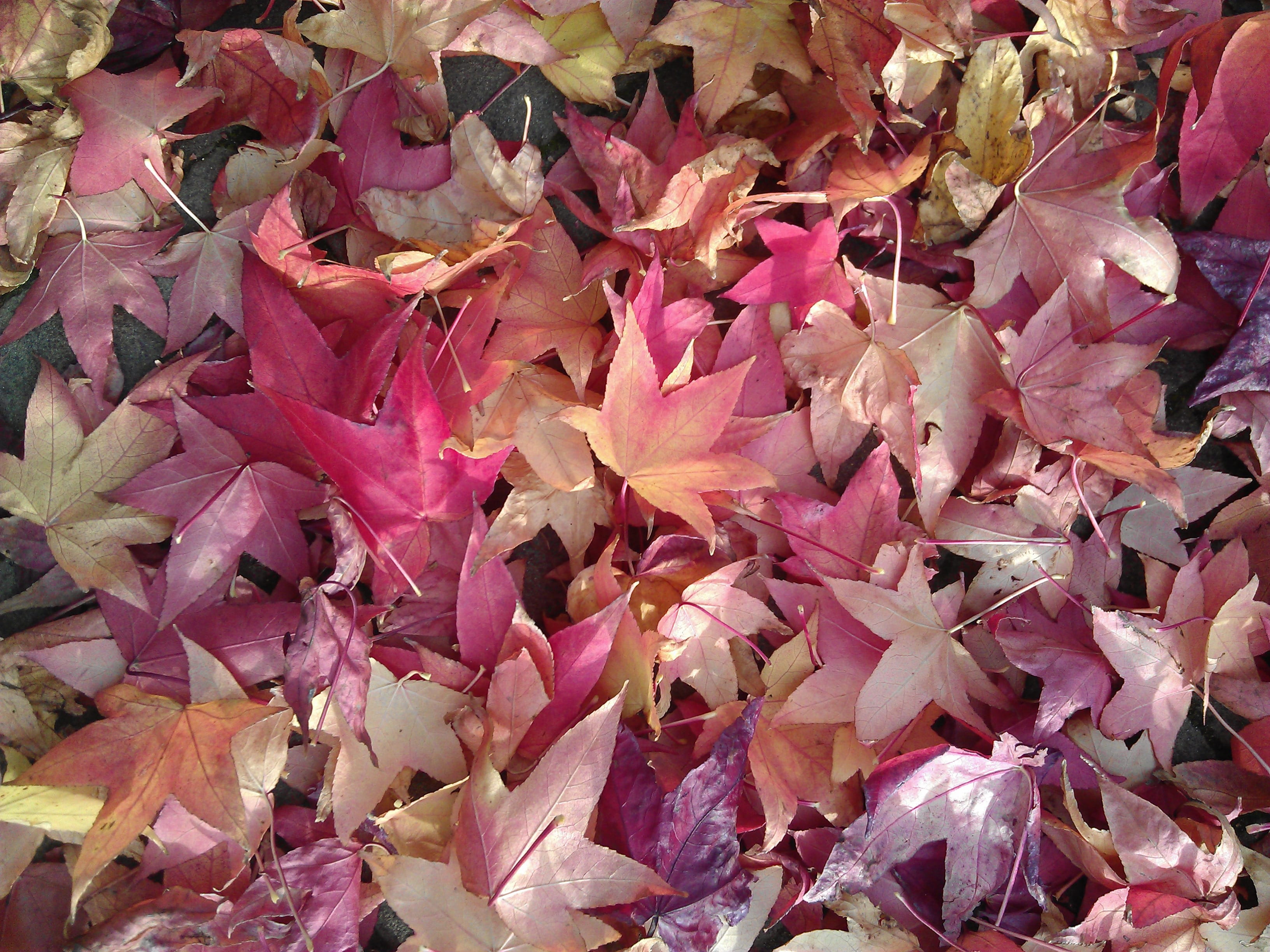 pink leaves, freshness, maple, photo, backgrounds, petaled, change, flower, nature, resting, bunch of flowers, fragility, leaves, plant, purple, vulnerability, HD Wallpaper