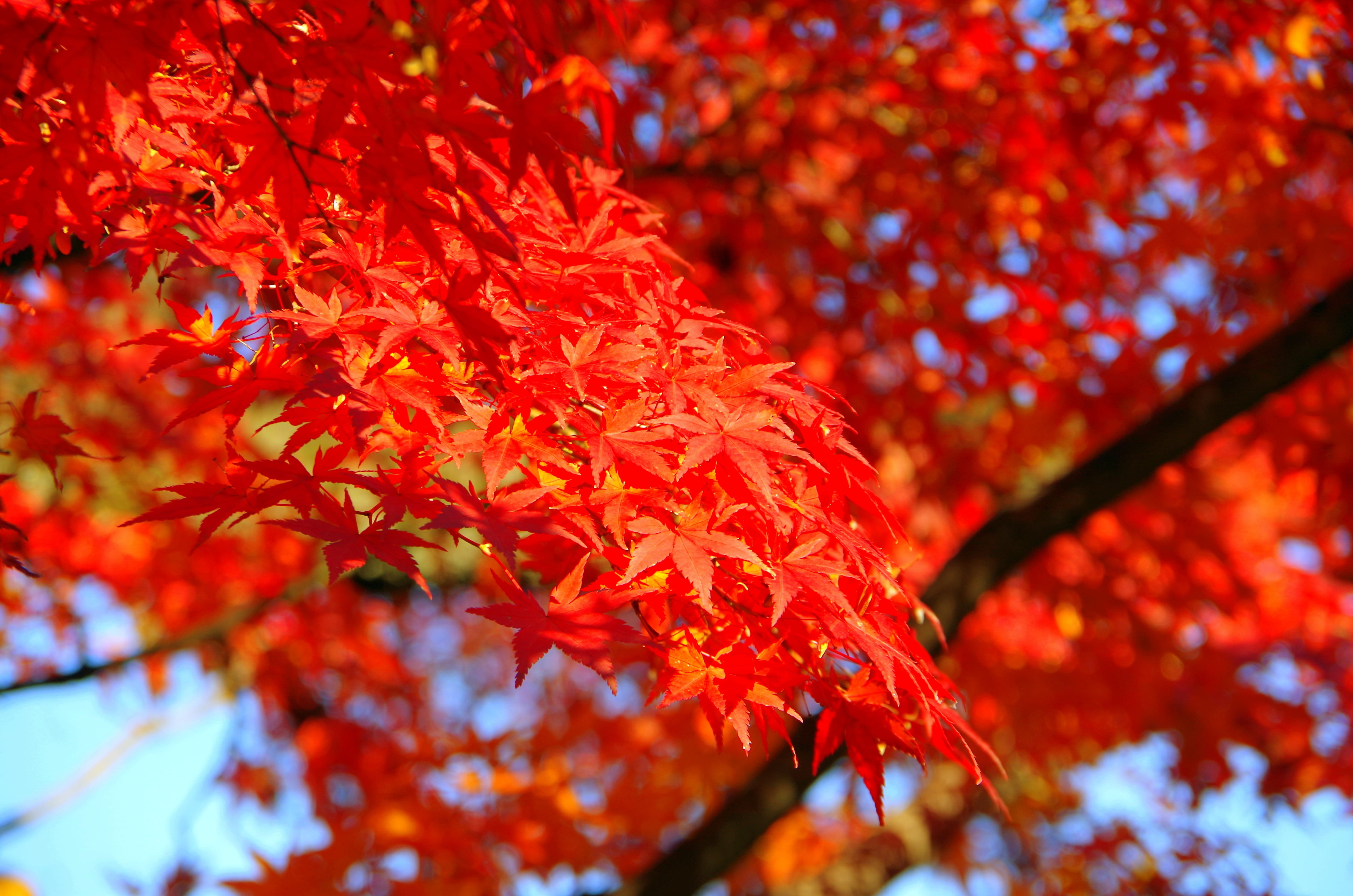 leaves, natural condition, japan, maple tree, maple leaf, growth, tree, beauty in nature, autumn, no people, leaf, focus on foreground, close-up, branch, HD Wallpaper