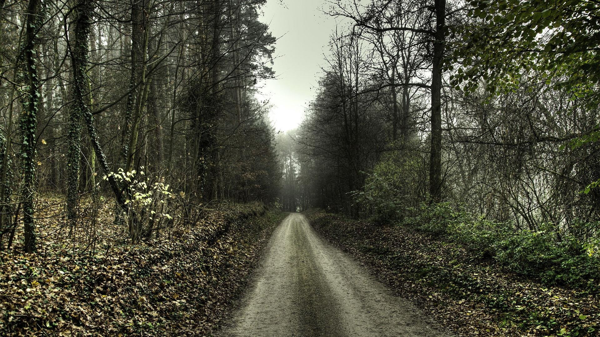 road, trees, mist, 3d and abstract, grey, back, 1080P, HD Wallpaper