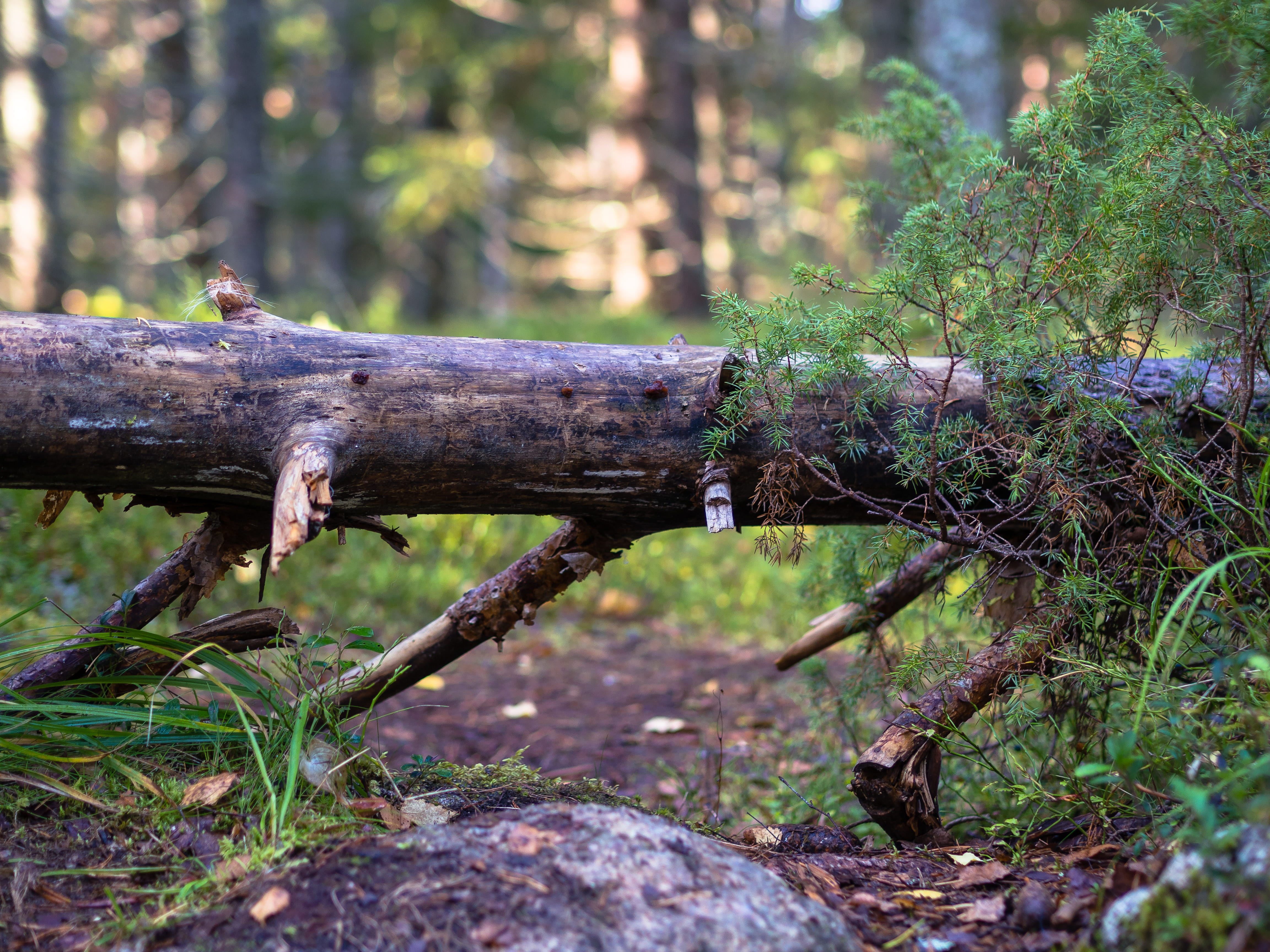 no people, finland, timber, growth, tree, land, 4K, falling, forest, wood - material, tranquility, focus on foreground, day, bark, trunk, wood, selective focus, HD Wallpaper