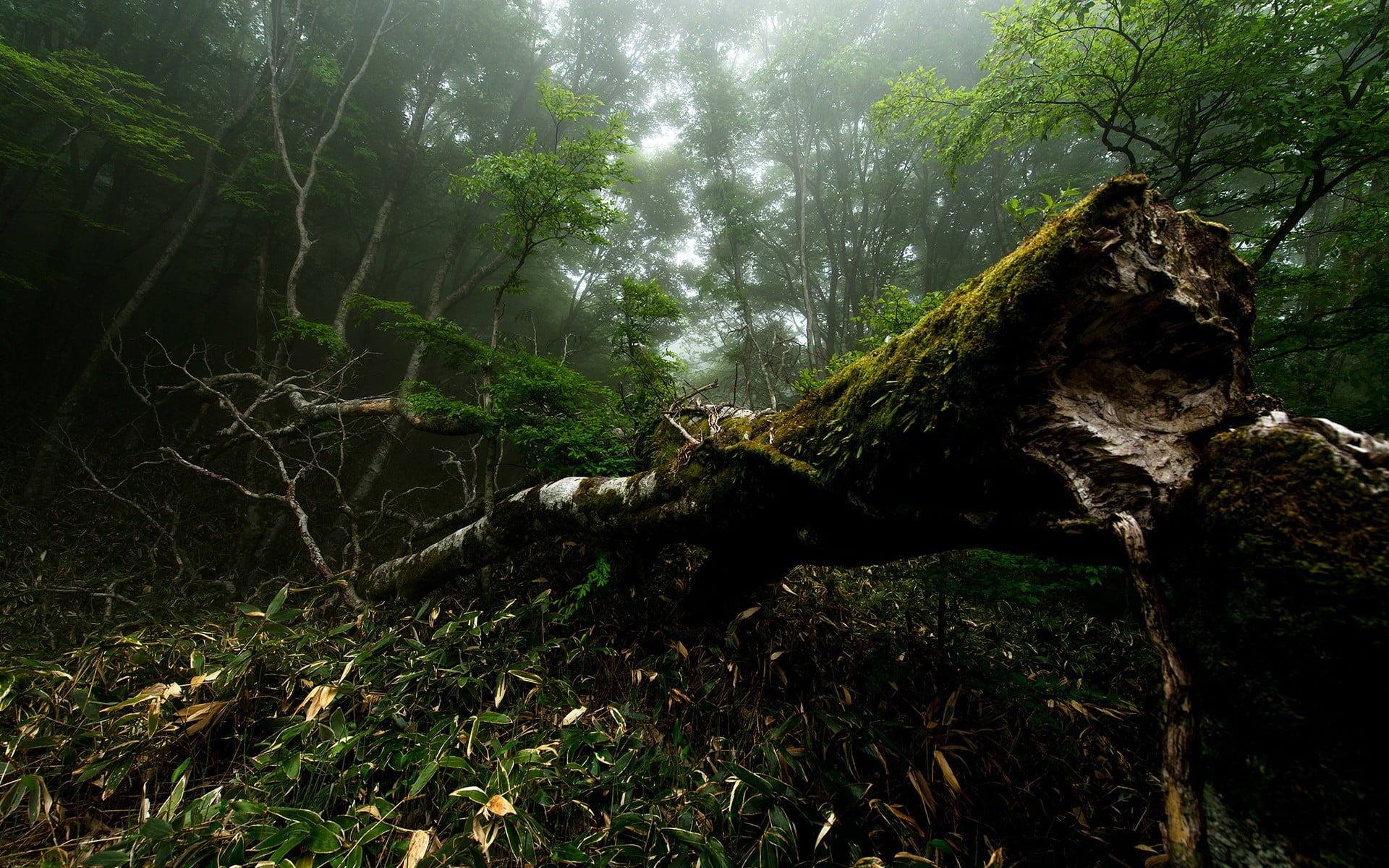 wood, wood - material, no people, fallen tree, green color, 1080P, non-urban scene, log, plant, bark, trunk, day, moss, tree, rainforest, tranquility, HD Wallpaper
