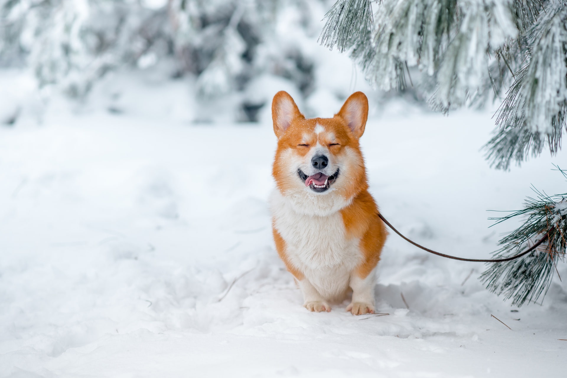 animals, snow, dog, 1080P, Corgi, nature, HD Wallpaper