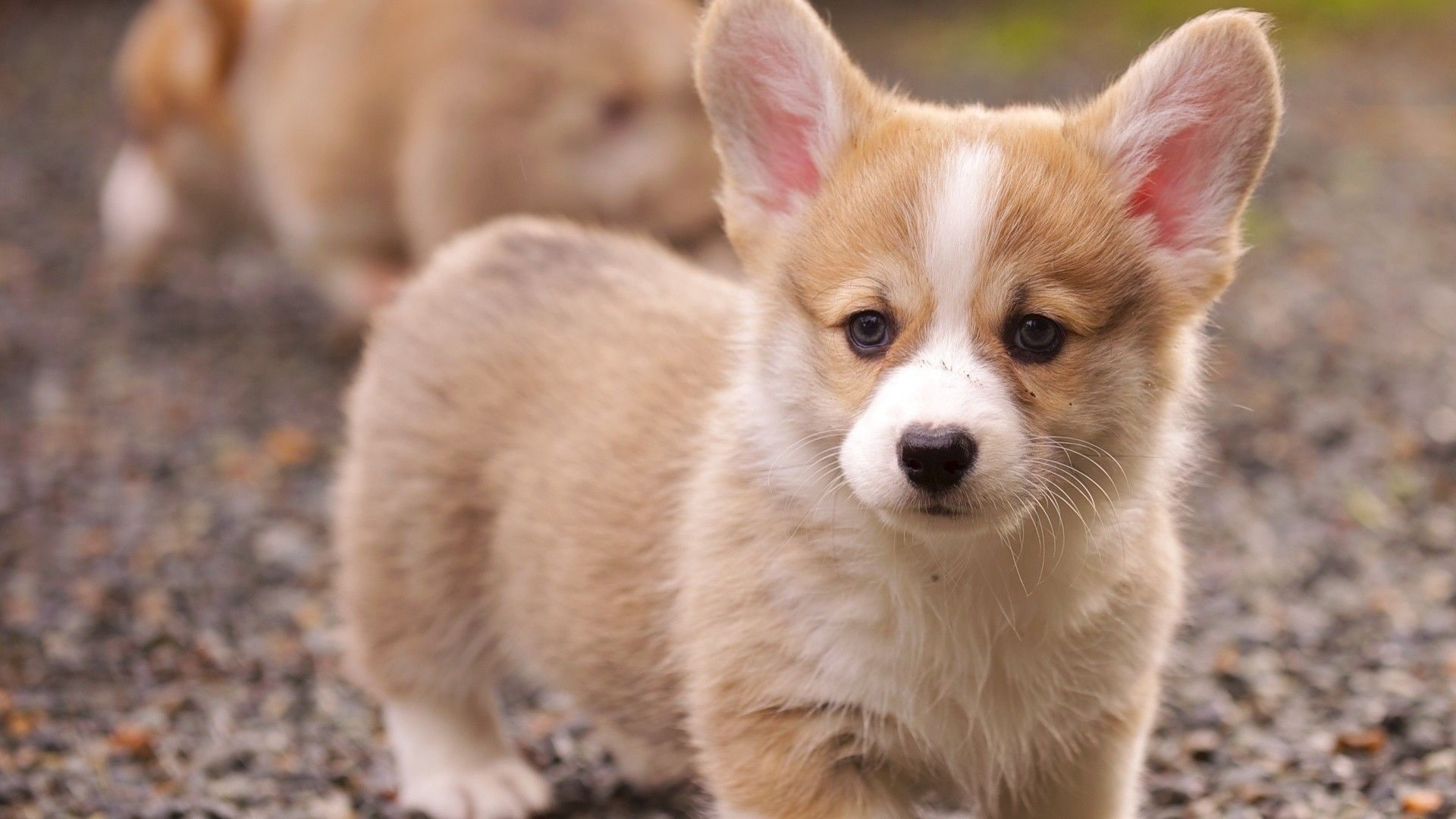 dog, Collie, puppies, 1080P, Corgi, HD Wallpaper