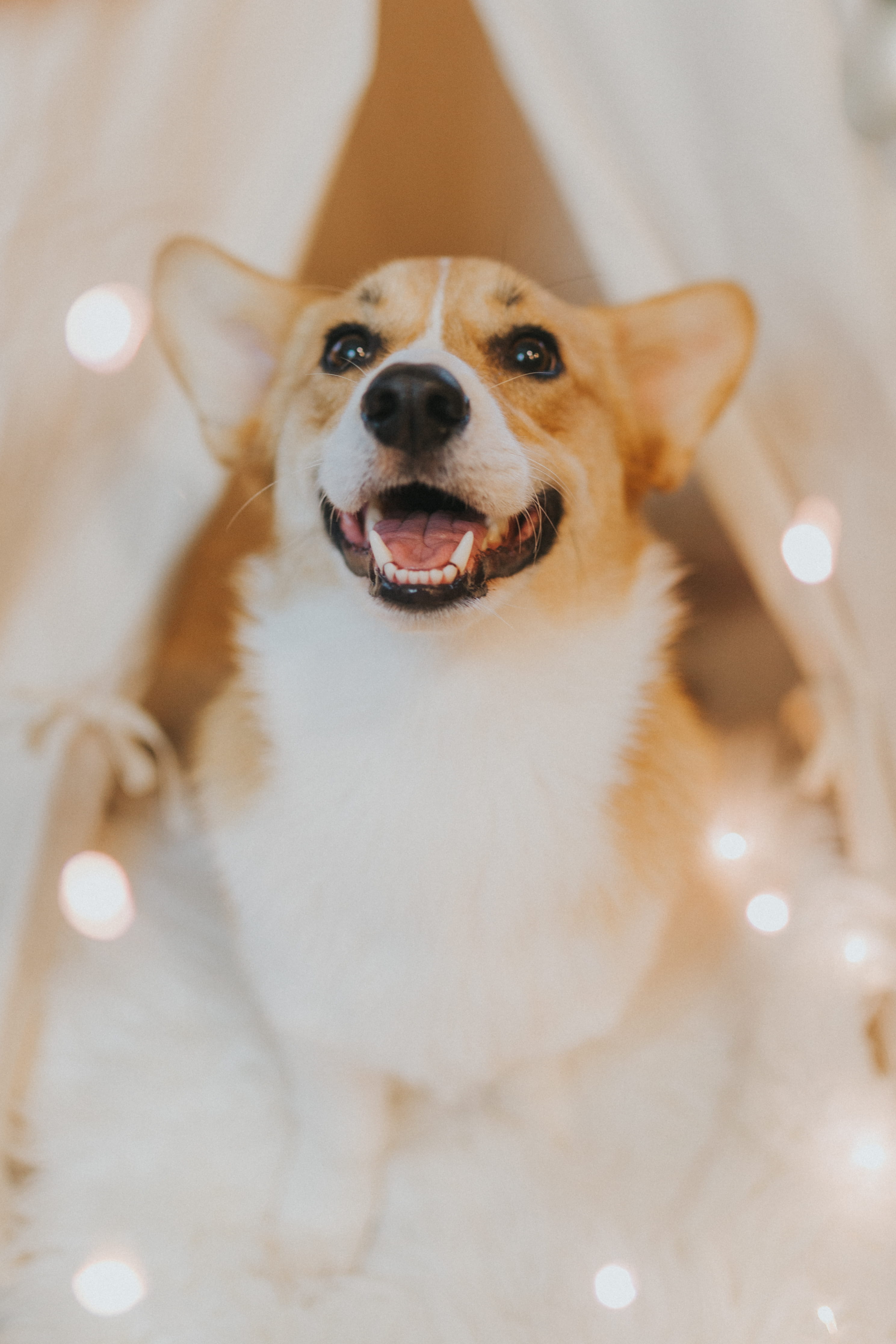 animal head, animal themes, white, animal, domestic, dog, looking at camera, animal body part, corgi, mammal, pets, tan, vertebrate, canine, 4K, one animal, Phone HD Wallpaper