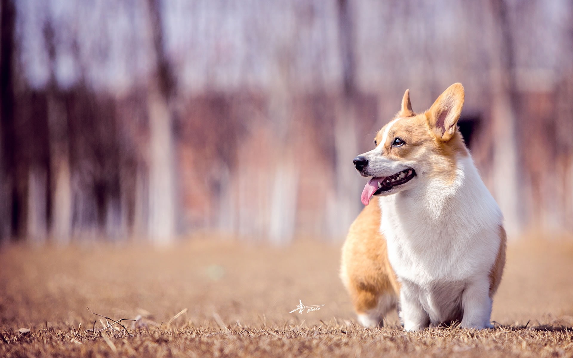 pet, corgi, animal themes, plant, vertebrate, one animal, white, photography, land, panting, mammal, canine, pembroke, no people, mouth, dog, purebred dog, HD Wallpaper