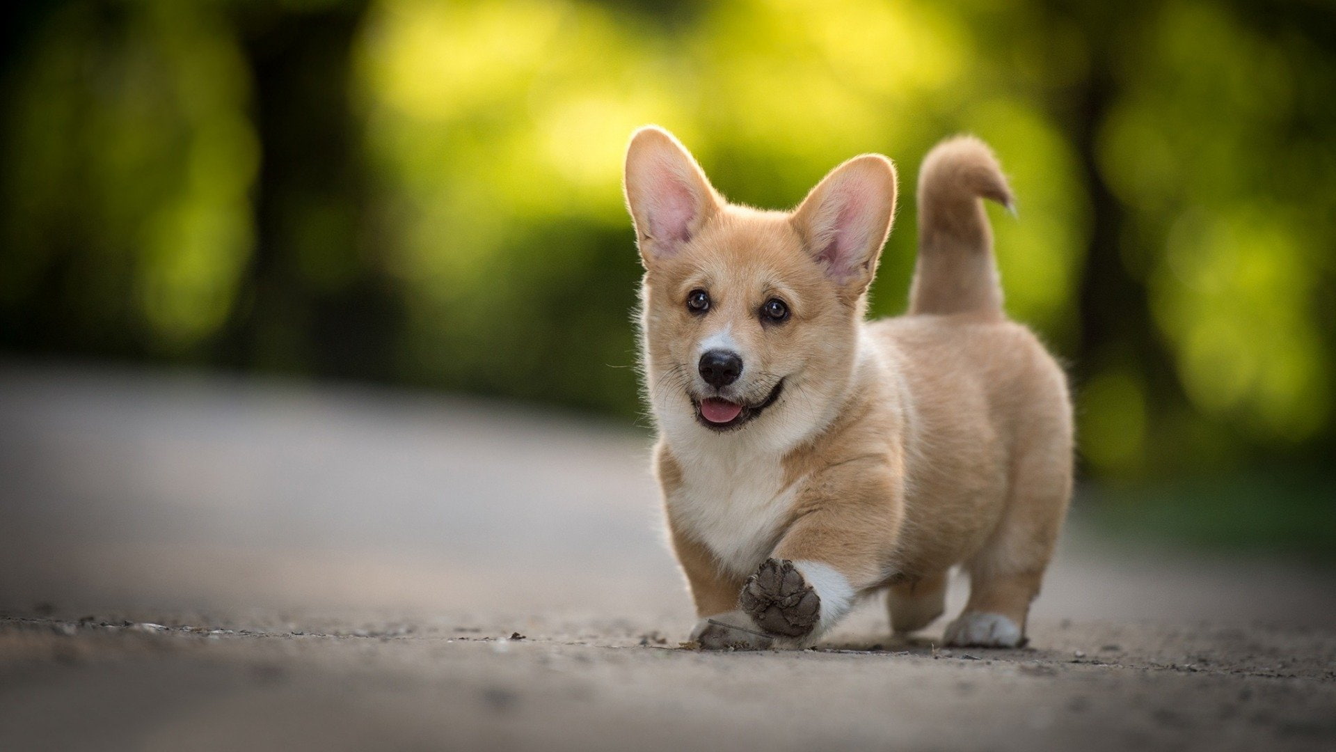 Corgi, Baby Animal, Dogs, 1080P, Puppy, Dog, Depth Of Field, Pet, HD Wallpaper