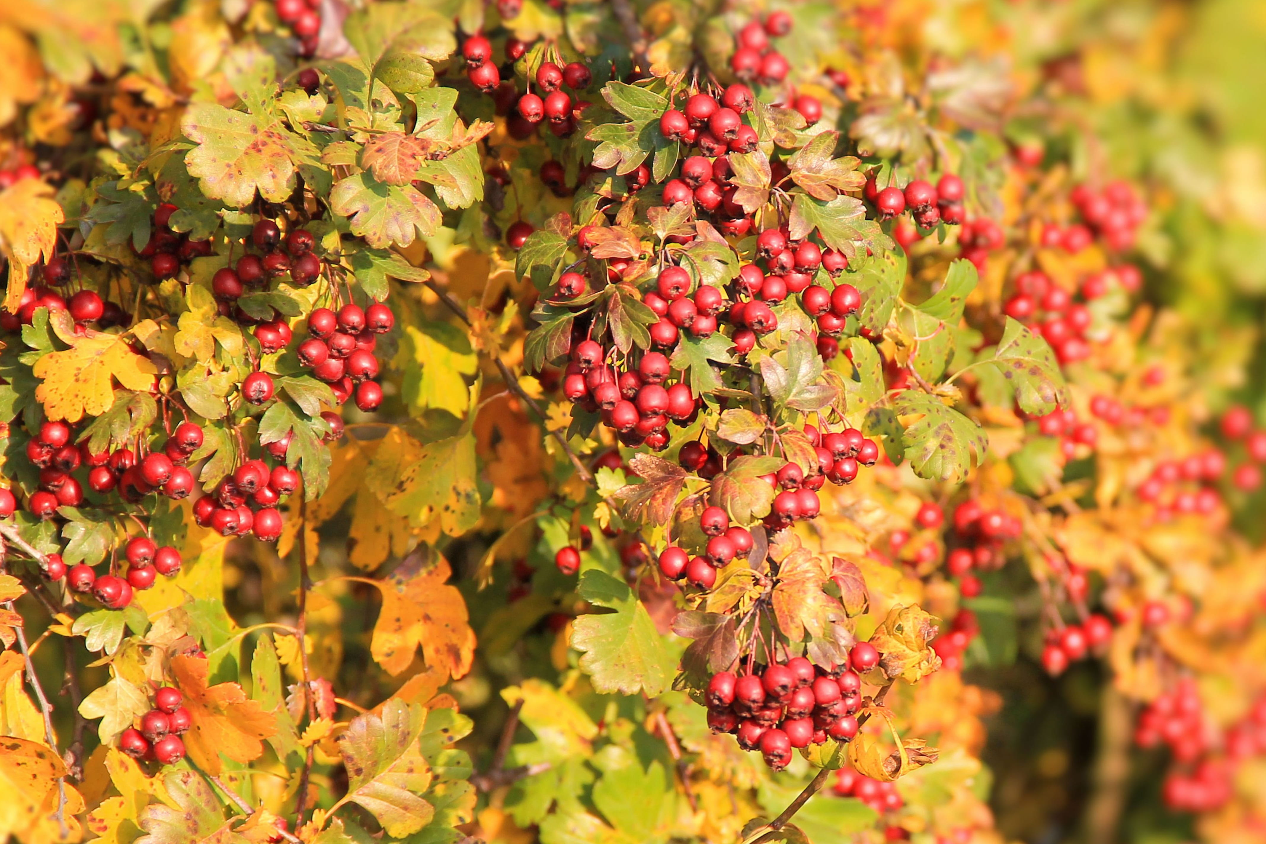 no people, Berry, Hawthorn, fall foliage, berry red, tree, healthy eating, rowanberry, food and drink, fall color, autumn mood, Red, Berries, wellbeing, HD Wallpaper