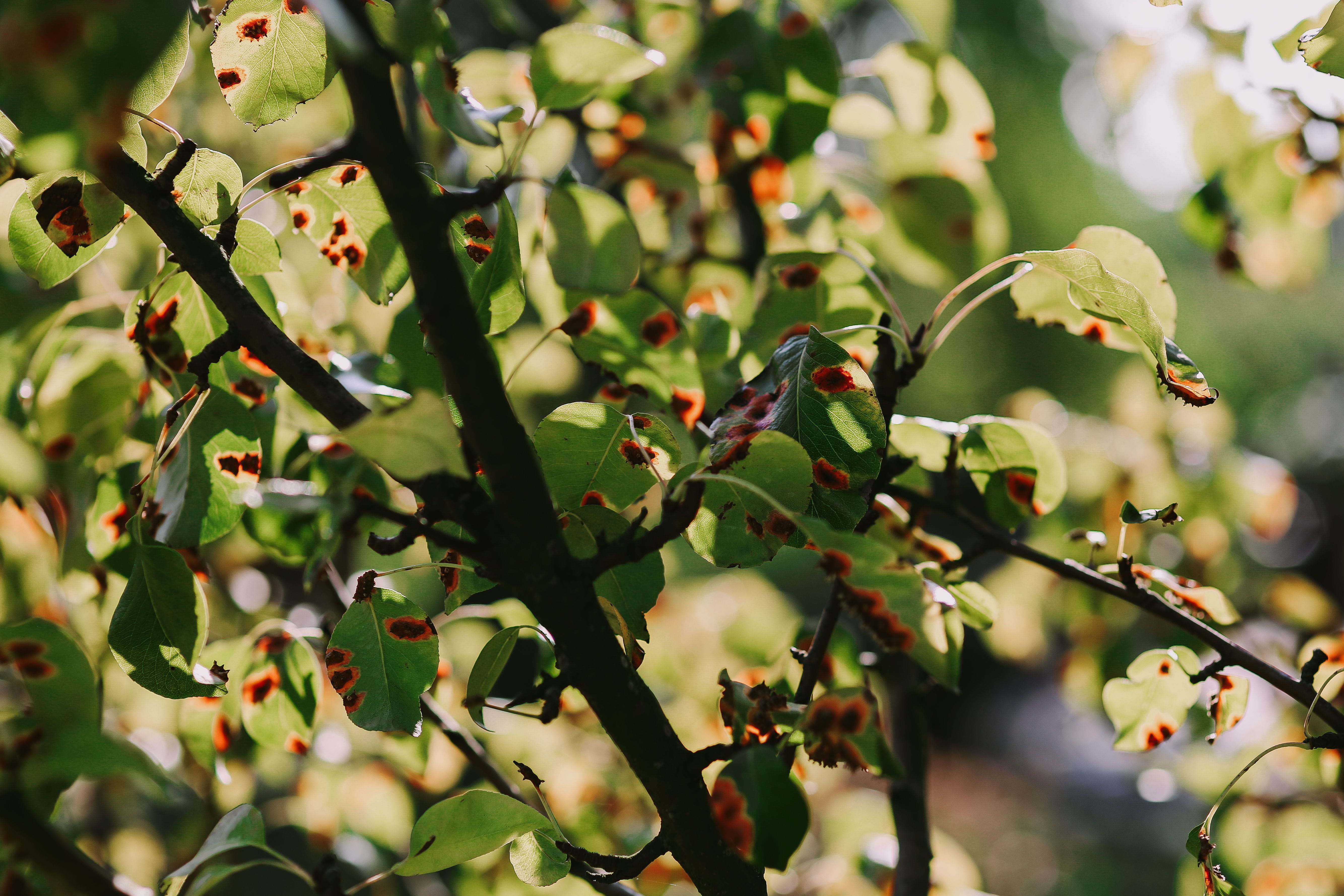 beauty in nature, food and drink, green Color, flower, agriculture, fruit, healthy eating, springtime, close-up, no People, leaf, 5K, ripe, day, selective focus, HD Wallpaper