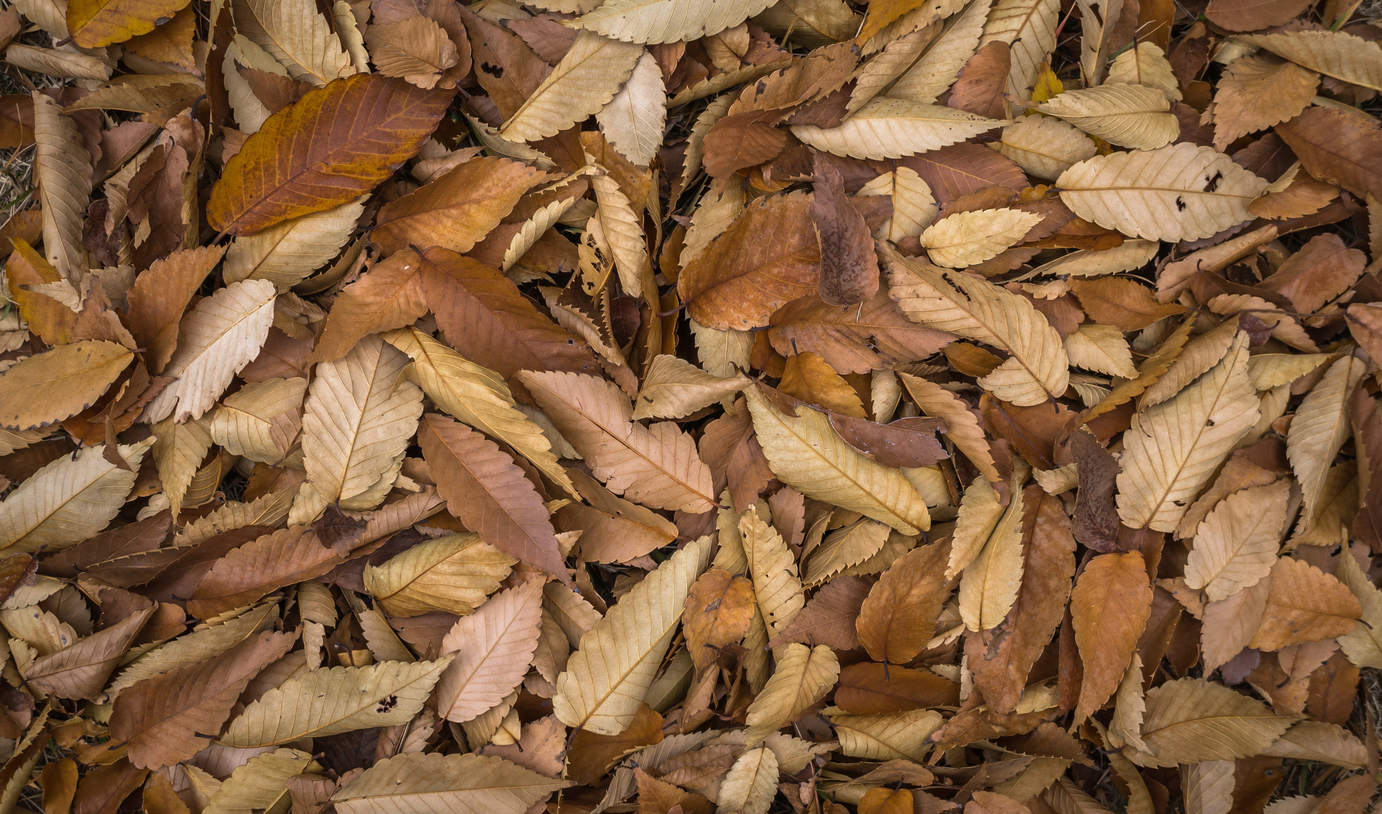 the leaves, healthy eating, backgrounds, plant part, texture, large group of objects, food, no people, field, change, dry, abundance, natural condition, HD Wallpaper