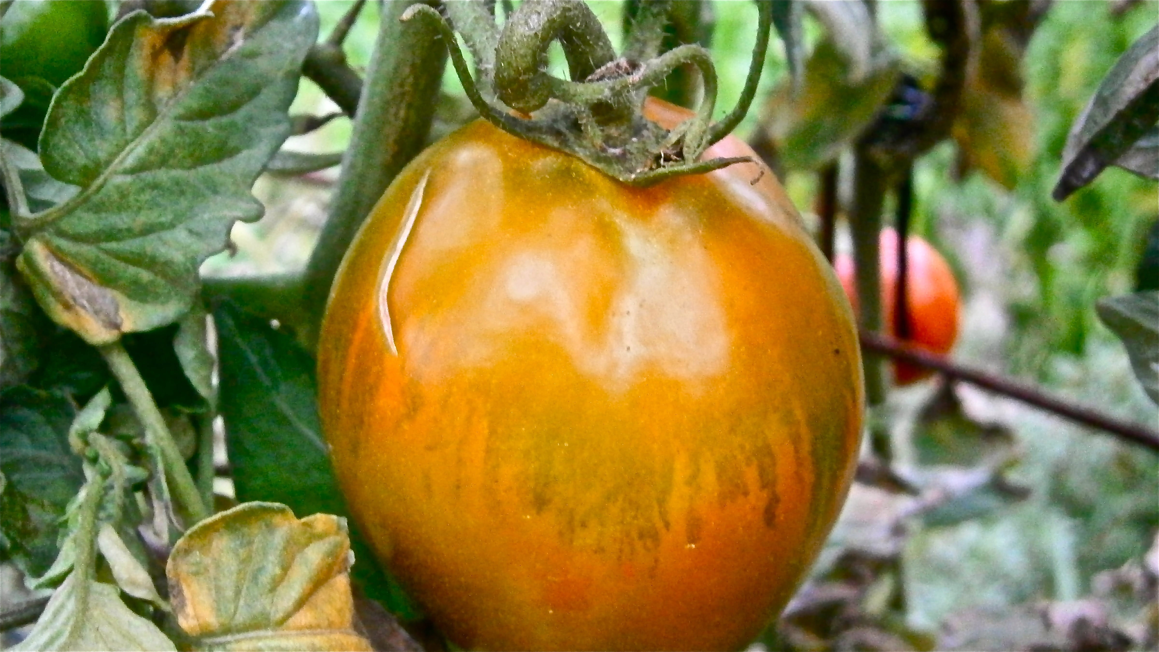 Vegetable, Nature, wellbeing, ripe, day, Tomato, leaf, focus on foreground, food, freshness, pumpkin, vegetarian Food, no people, autumn, outdoors, Fruit, HD Wallpaper