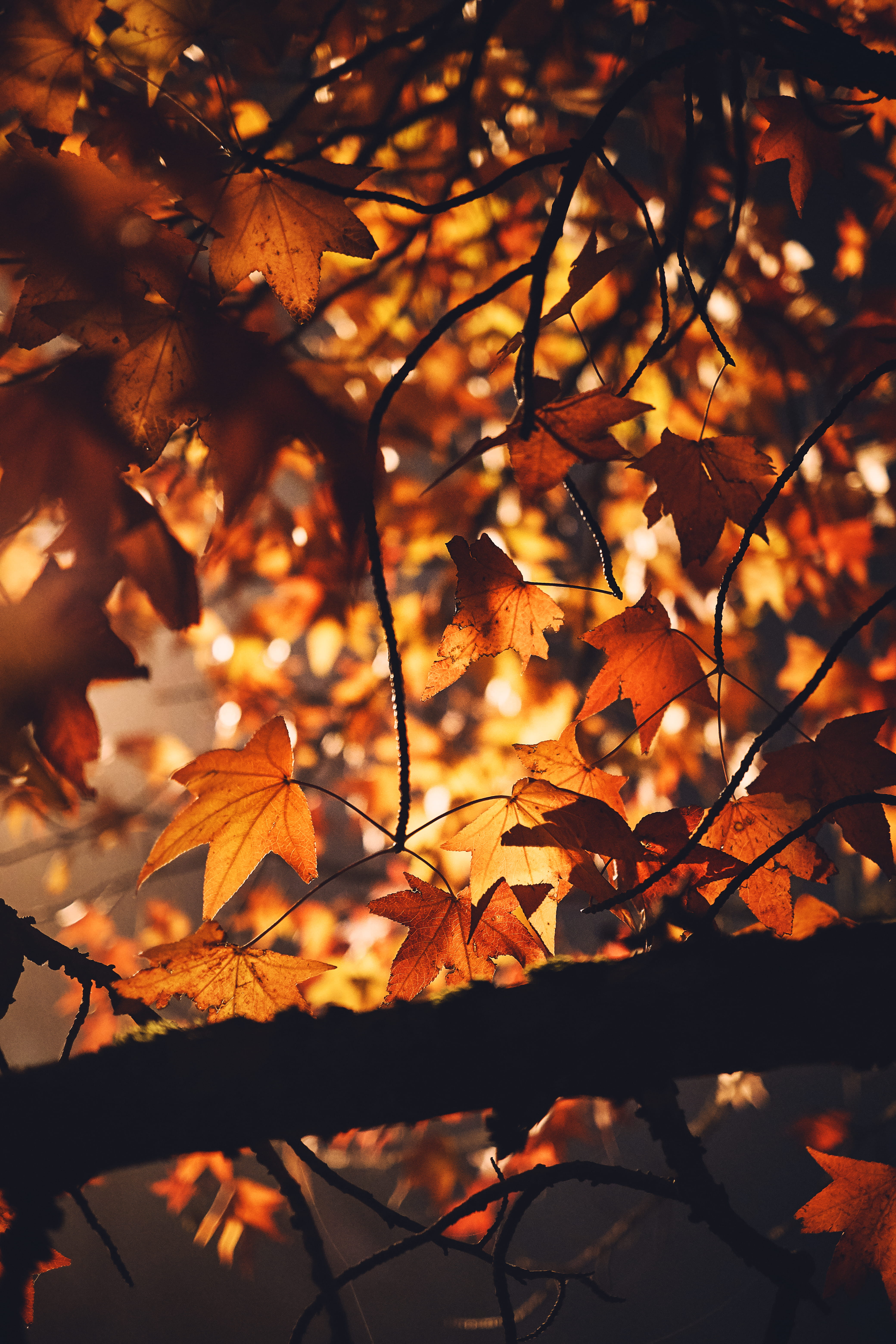 red, maple leaf, asphalt, focus on foreground, autumn, no people, outdoors, clothing, selective focus, sunset, leaves, change, maple, 5K, tree, natural condition, Phone HD Wallpaper