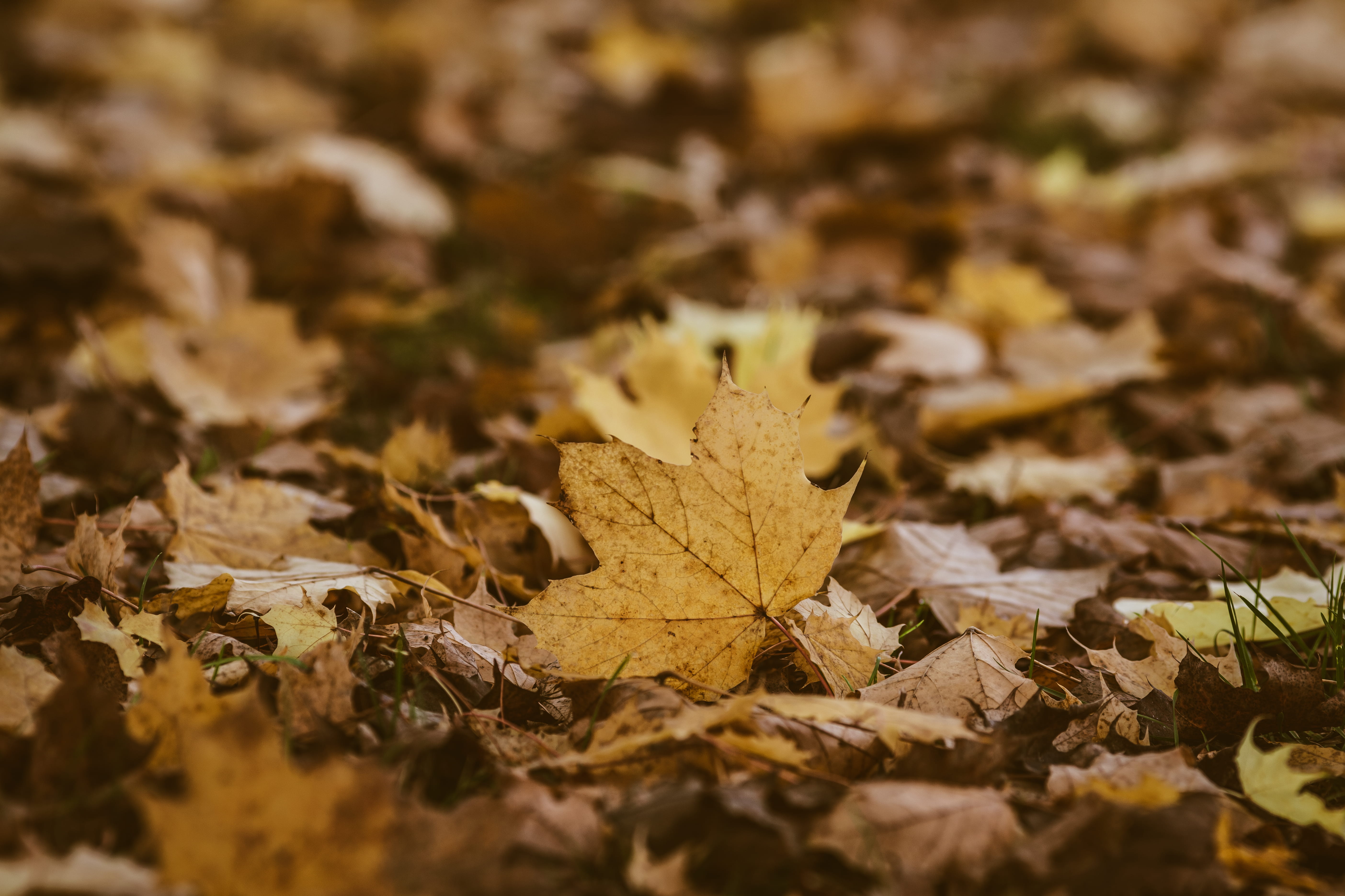 photo, plant part, leaf, jar, building, yellow, architecture, autumn, asphalt, land, dried, tabletop, monastery, furniture, close, brown, fall, change, HD Wallpaper