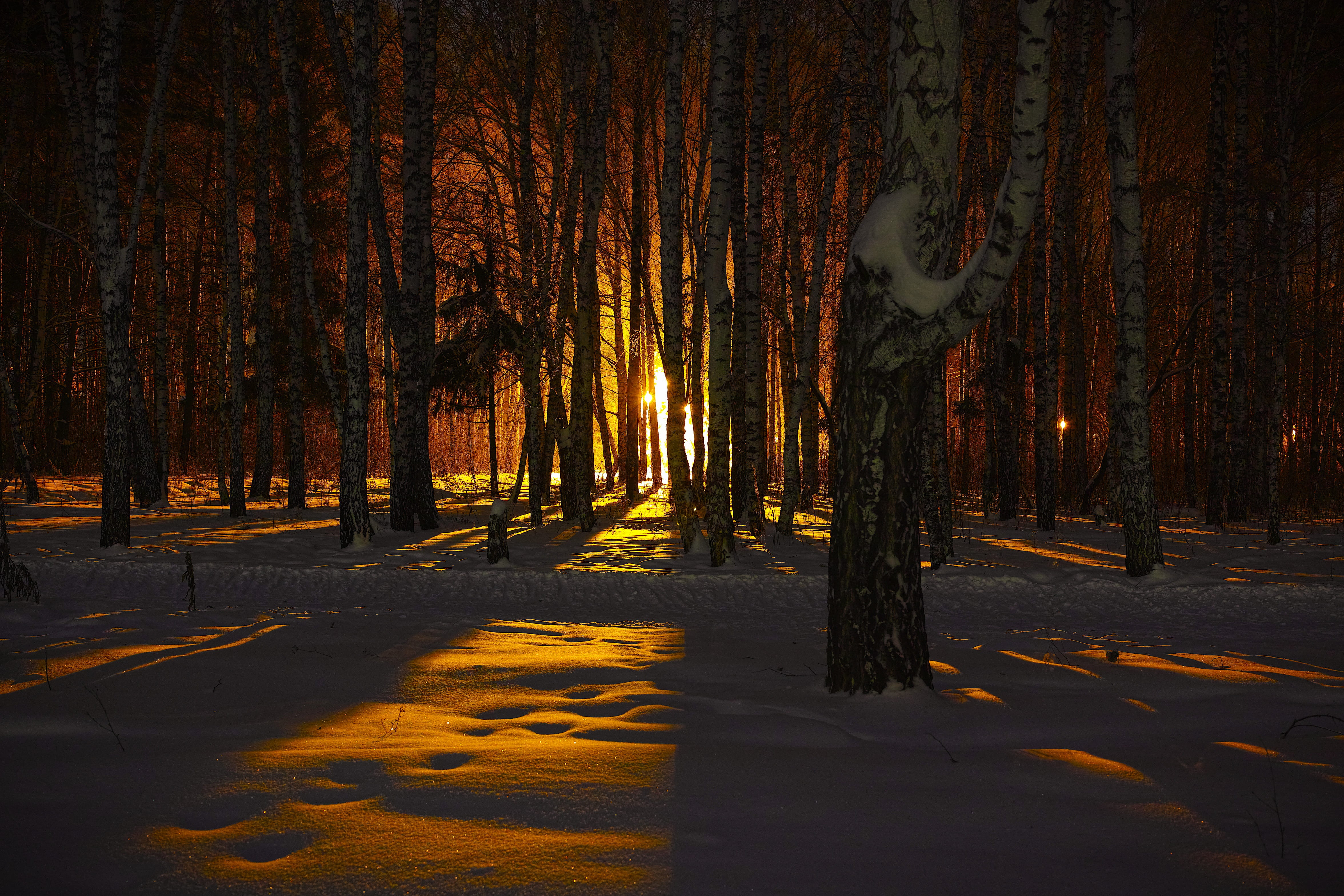shadow, cold temperature, trunk, tarmac, trees, growth, painting, tree trunk, outdoors, forest, night, tranquility, beauty in nature, plant, change, light, HD Wallpaper