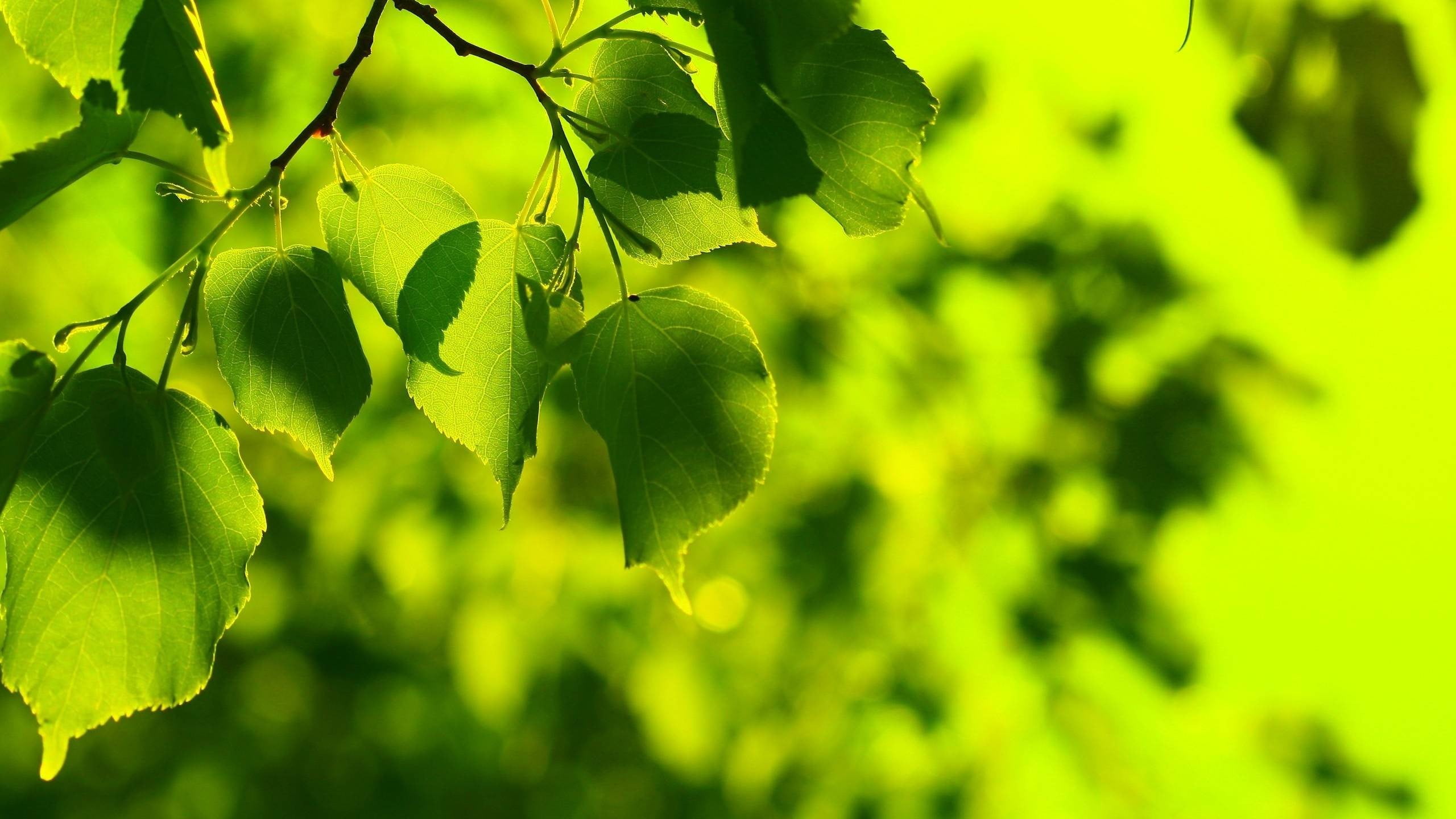 tranquility, tree, leaf, bokeh, close-up, sunlight, day, plant, food and drink, green color, no people, focus on foreground, nature, green, selective focus, HD Wallpaper
