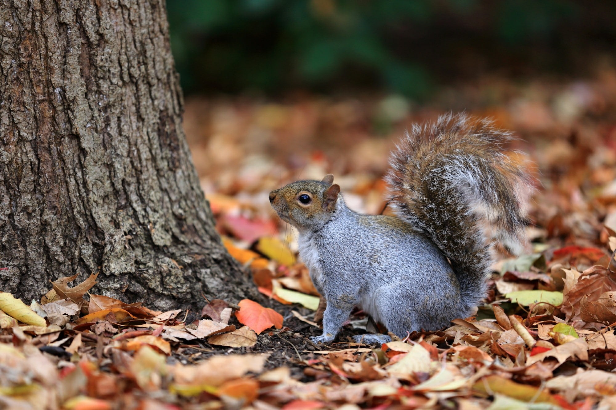 squirrel, leaves, fallen, tree, trunk, gray, Autumn, 1080P, HD Wallpaper