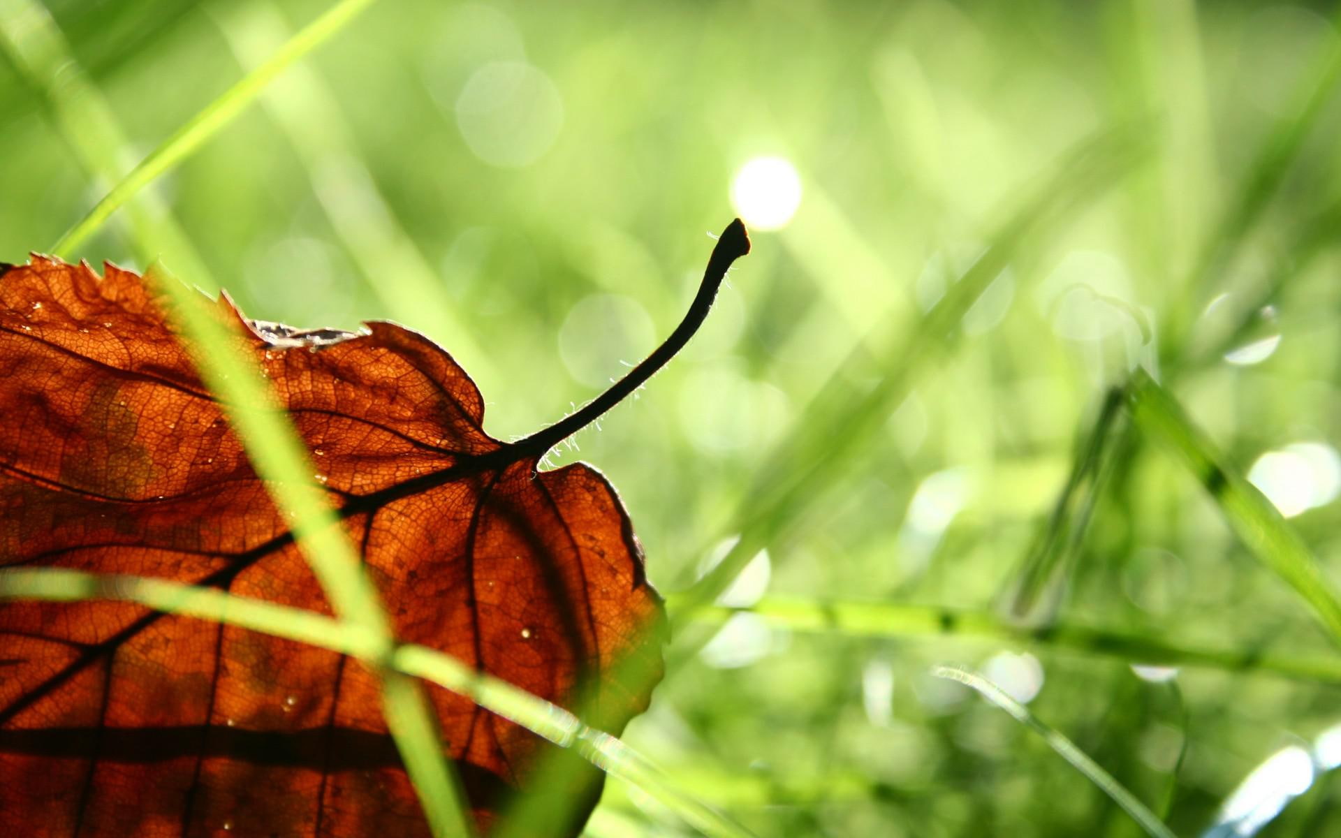 macro, fallen, grass, desktop, leaves, photo, 1080P, bokeh, HD Wallpaper
