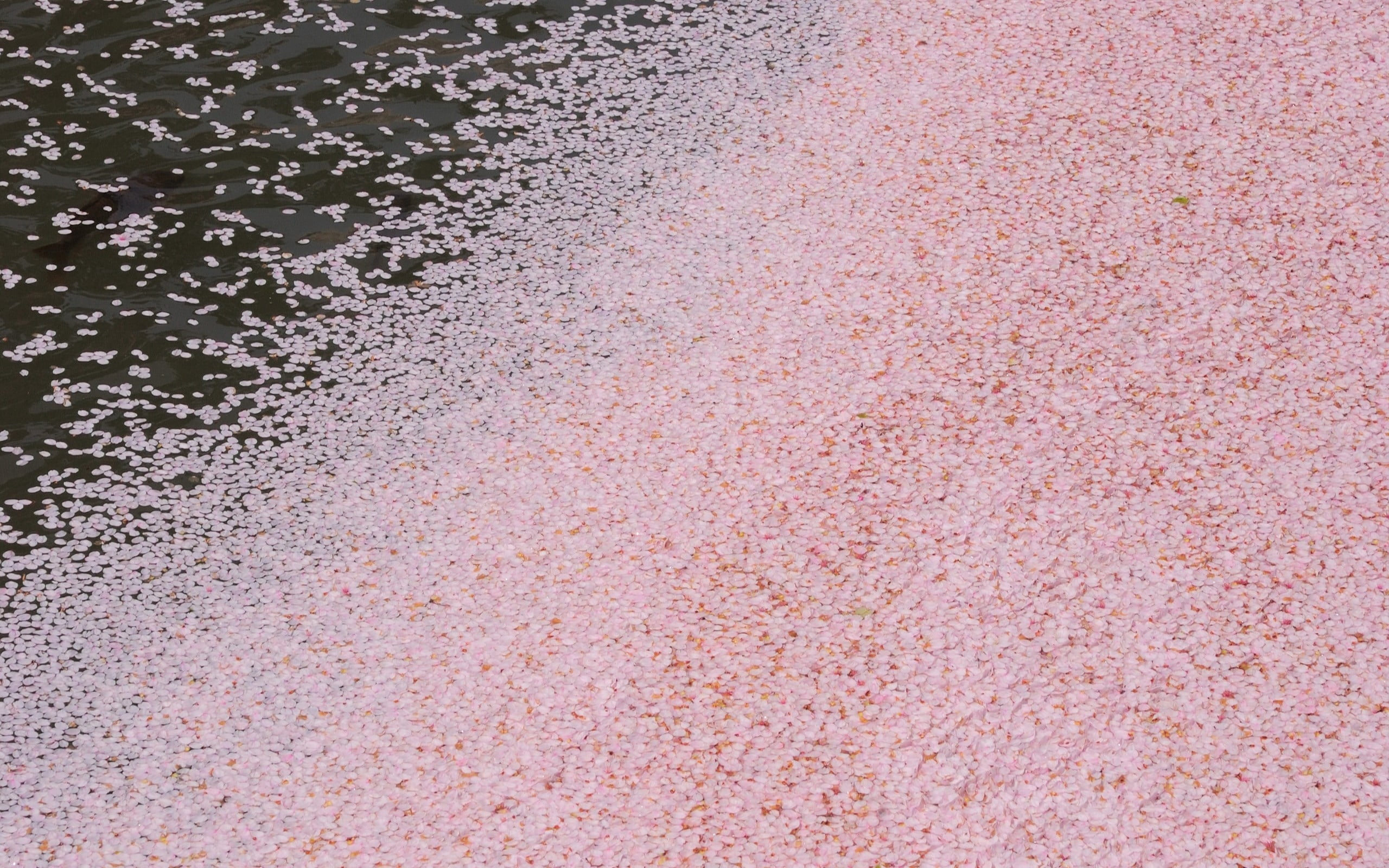 water, material, abstract, textured, leaves, close-up, full frame, pattern, rough, backgrounds, day, outdoors, no People, fallen, pink color, street, backdrop, HD Wallpaper