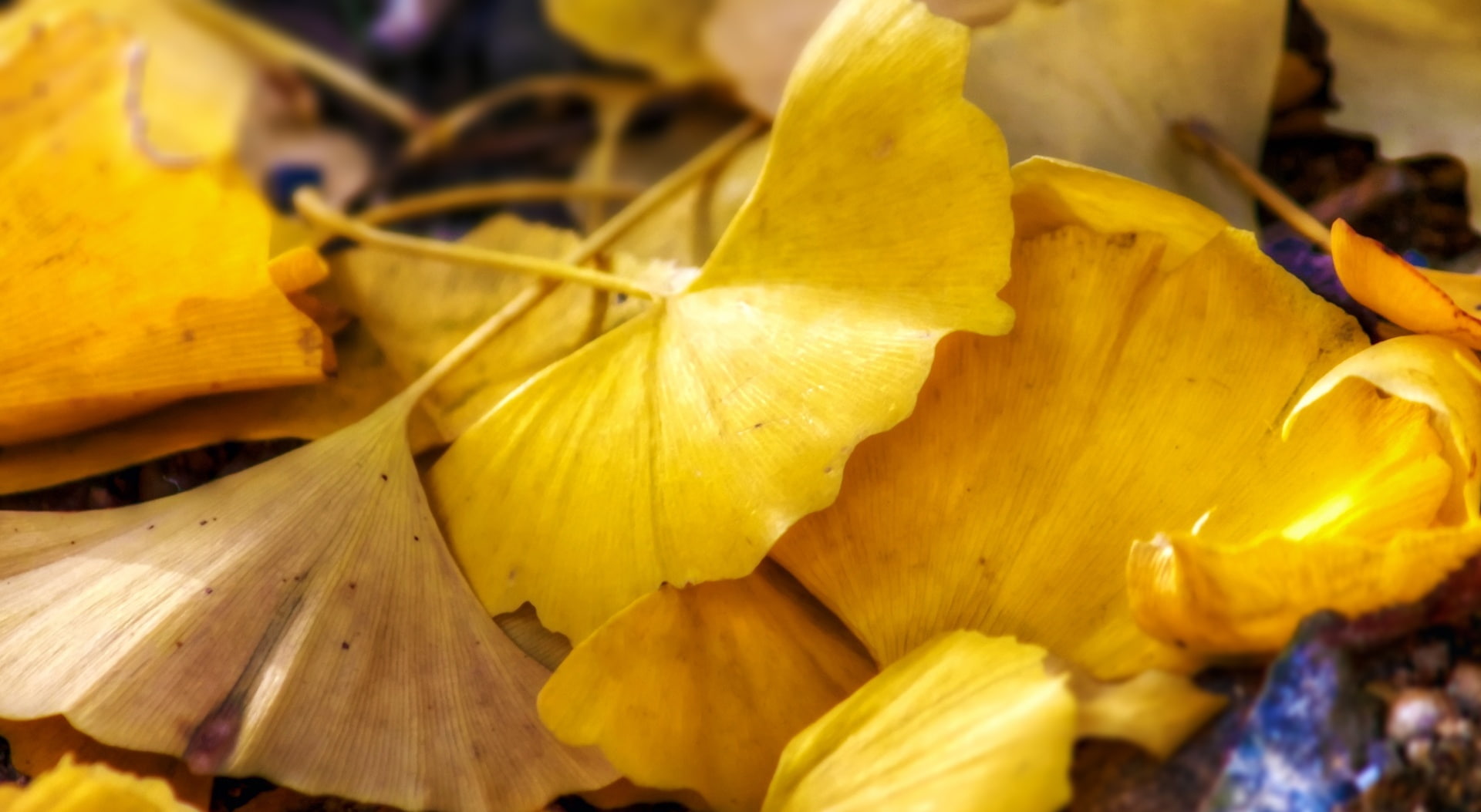 nature, growth, ginkgo, no people, Aero, beauty in nature, canon, fragility, outdoors, selective focus, focus on foreground, Photography, flower, natural condition, HD Wallpaper