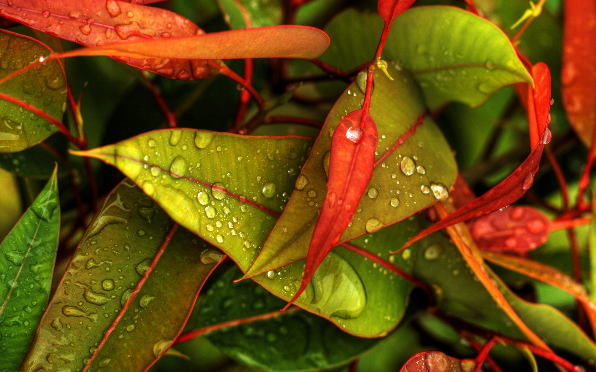fallen, drop, 1080P, leaves, fall, HD Wallpaper