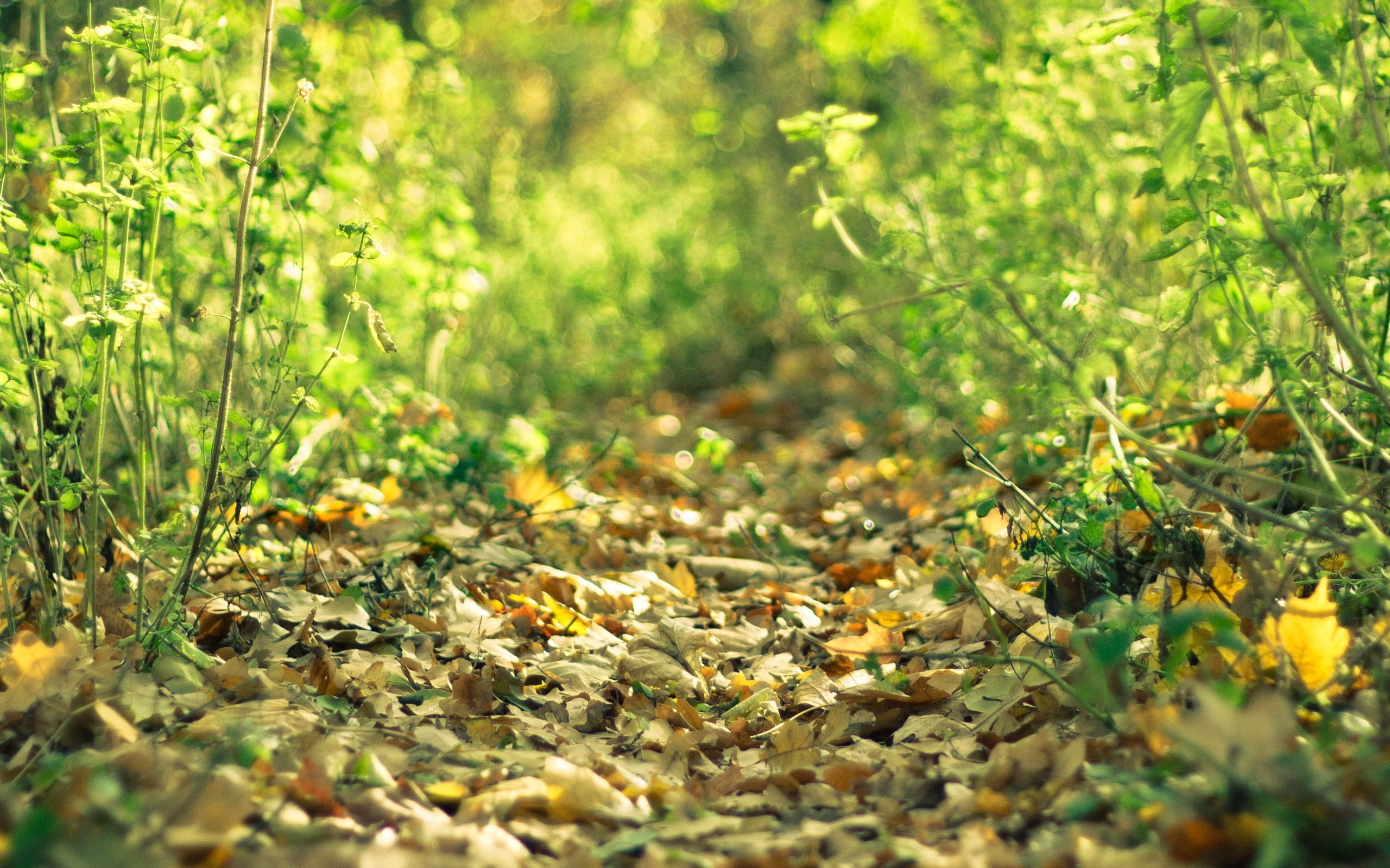 tree, surface level, selective focus, yellow, nature, green, tranquility, leafed, summer, beauty In Nature, flower, no People, wildflower, close-up, rural Scene, HD Wallpaper