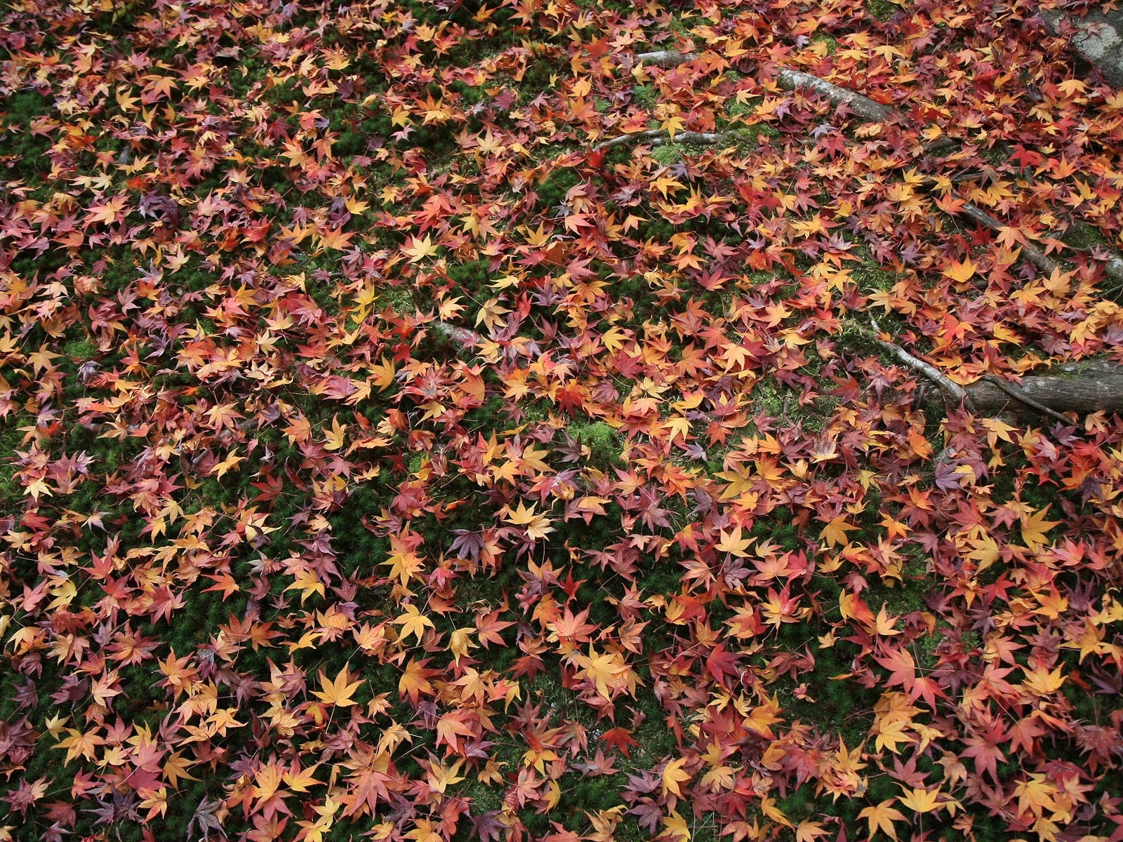 color Image, day, season, yellow, textured, bush, maple Tree, brown, field, grass, red, backgrounds, nature, dry, high angle view, multi Colored, abstract, HD Wallpaper