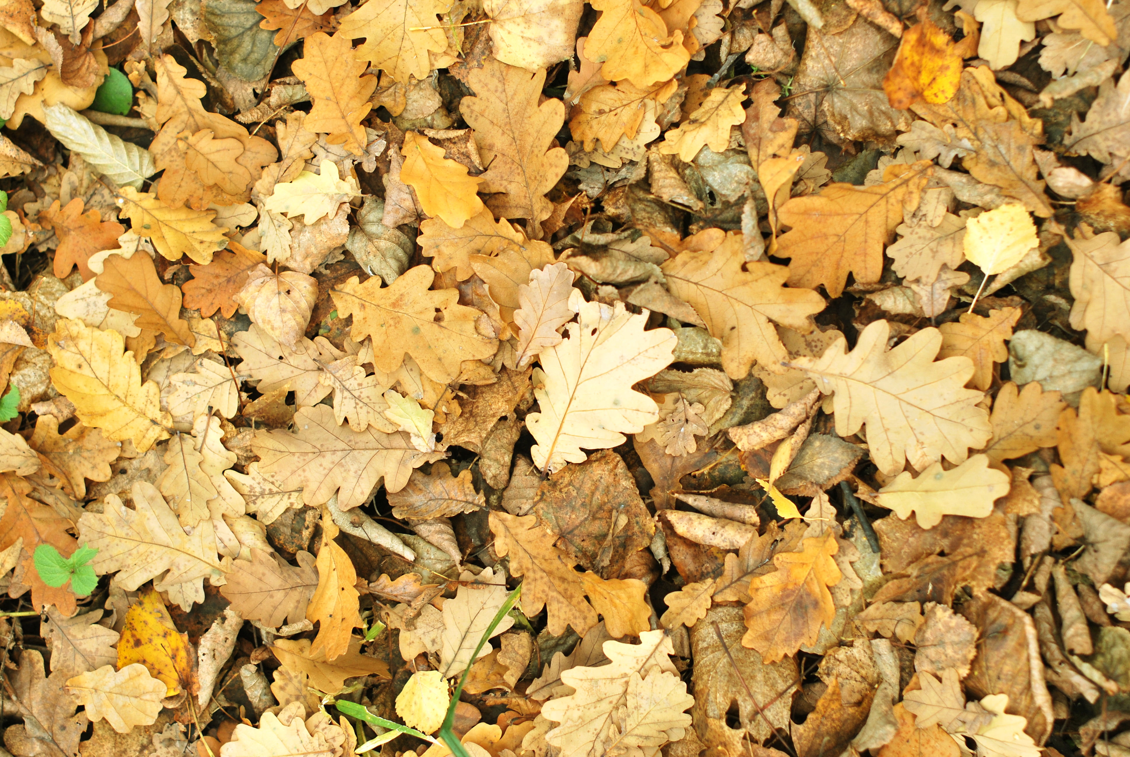 falling, day, full frame, change, 4K, leaf, fallen, field, brown, plant part, oak, outdoors, maple leaf, large group of objects, fragility, dried, no people, HD Wallpaper