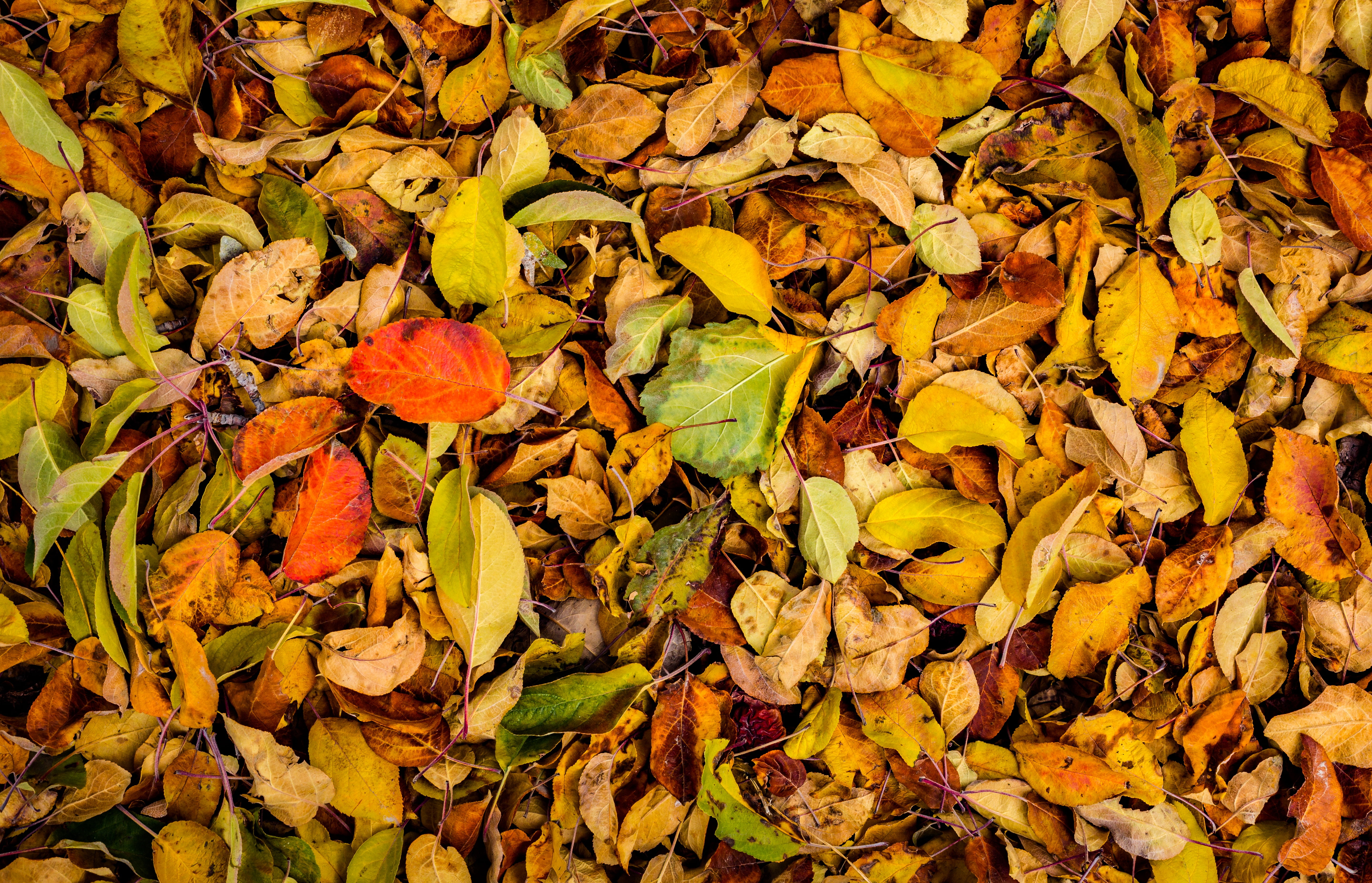 5K, plant part, beauty in nature, backgrounds, dry, land, orange color, yellow, plant, close-up, day, natural condition, maple leaf, brown, leaf, autumn collection, HD Wallpaper