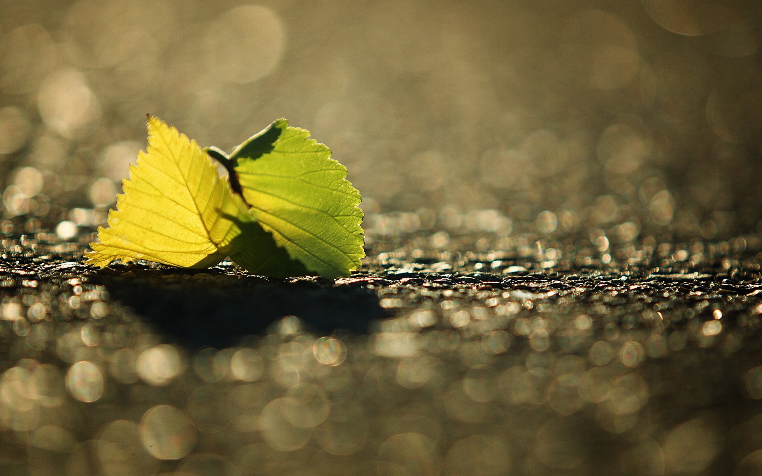 growth, sunlight, plant, fragility, day, plant part, beauty in nature, green, tranquility, change, close-up, autumn, shadow, 2K, leaves, surface level, HD Wallpaper