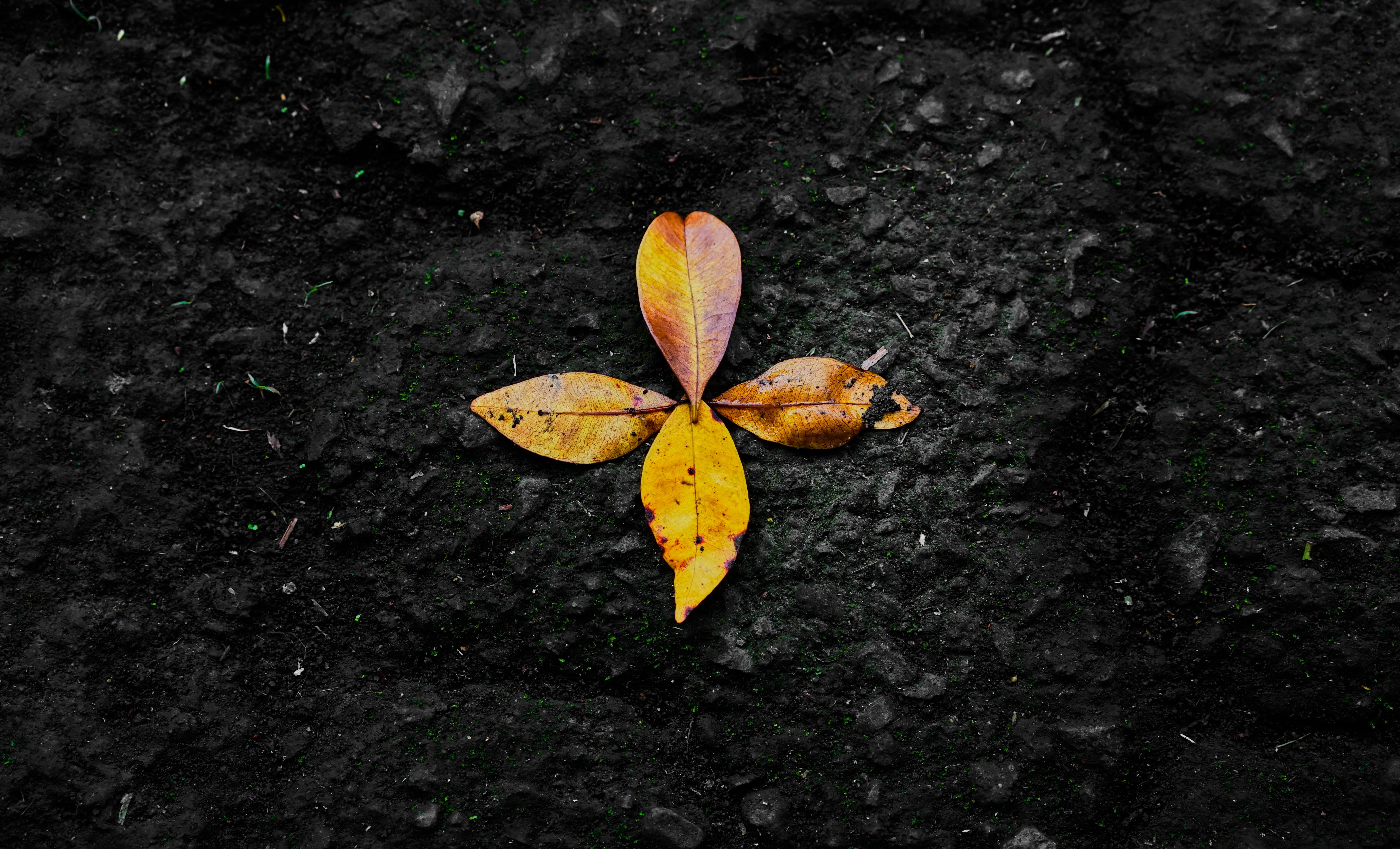 fragility, vulnerability, 5K, plant part, forest, natural condition, beauty in nature, close-up, change, leaf, brown, four, directly above, high angle view, HD Wallpaper