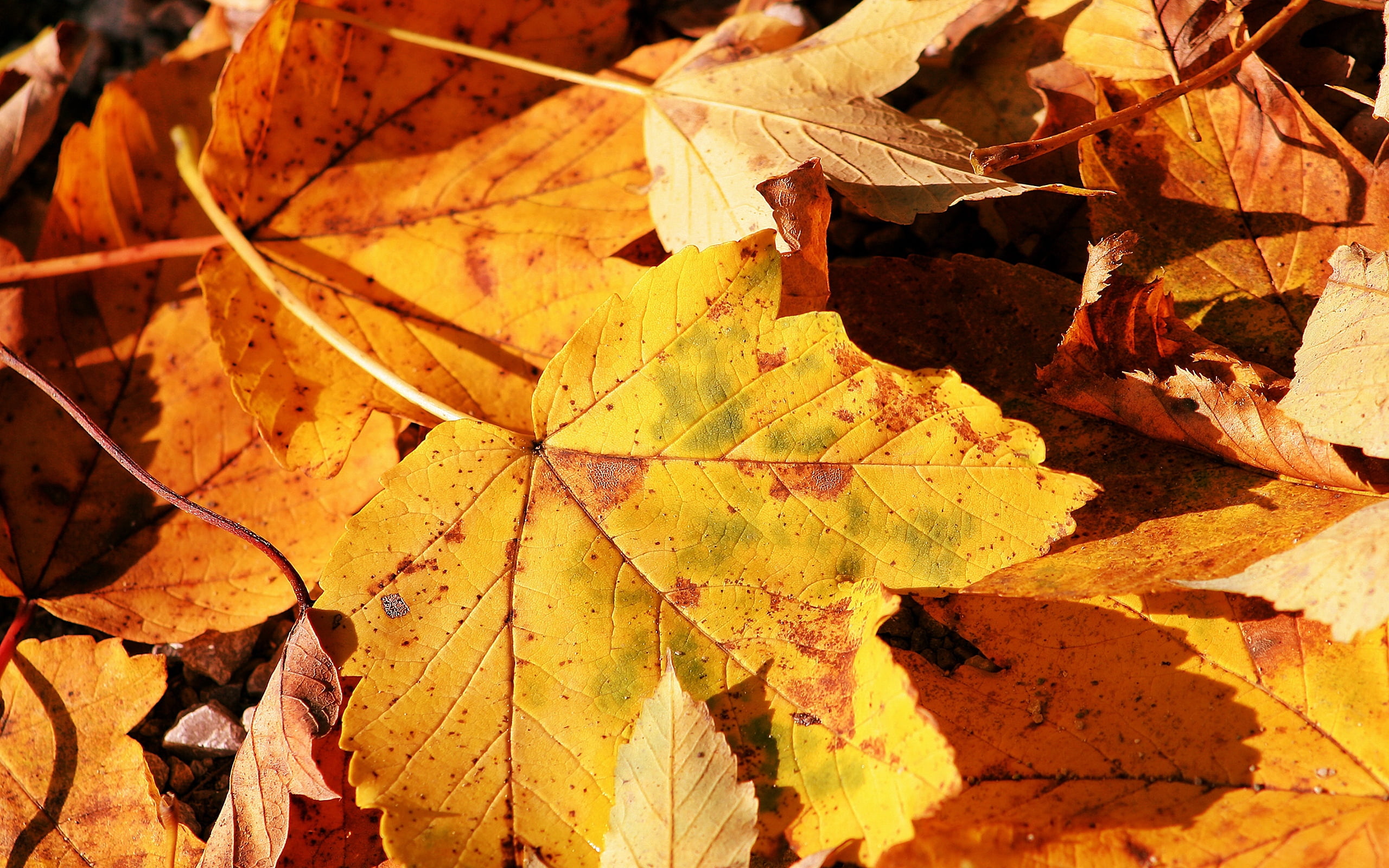 multi Colored, backgrounds, plant part, beauty In Nature, green Color, fragility, plant, bright, nature, fall, sunlight, dry, autumn, outdoors, natural condition, HD Wallpaper
